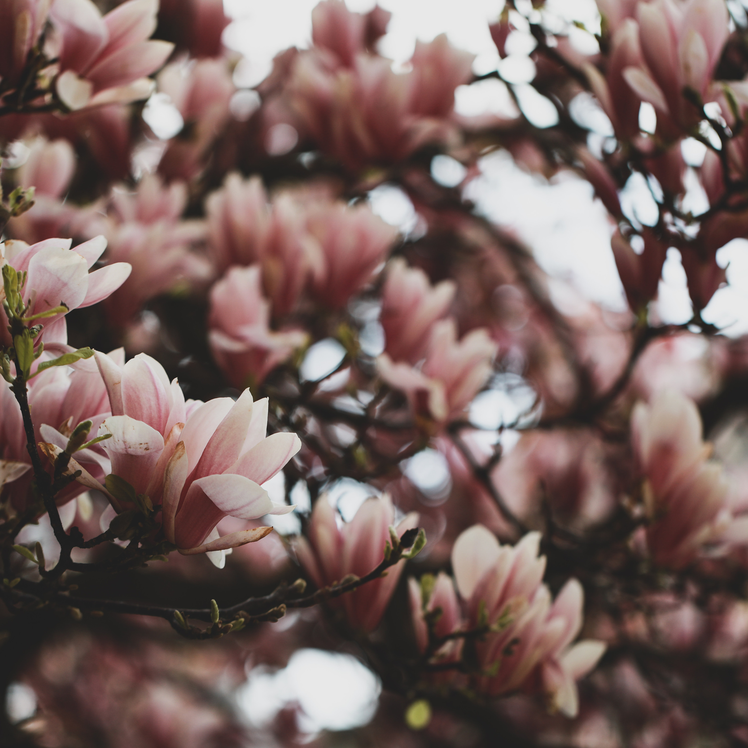 Весна у королівському палаці. Наталя Твердохліб - дитячий та сімейний фотограф в Дрездені, Німеччина