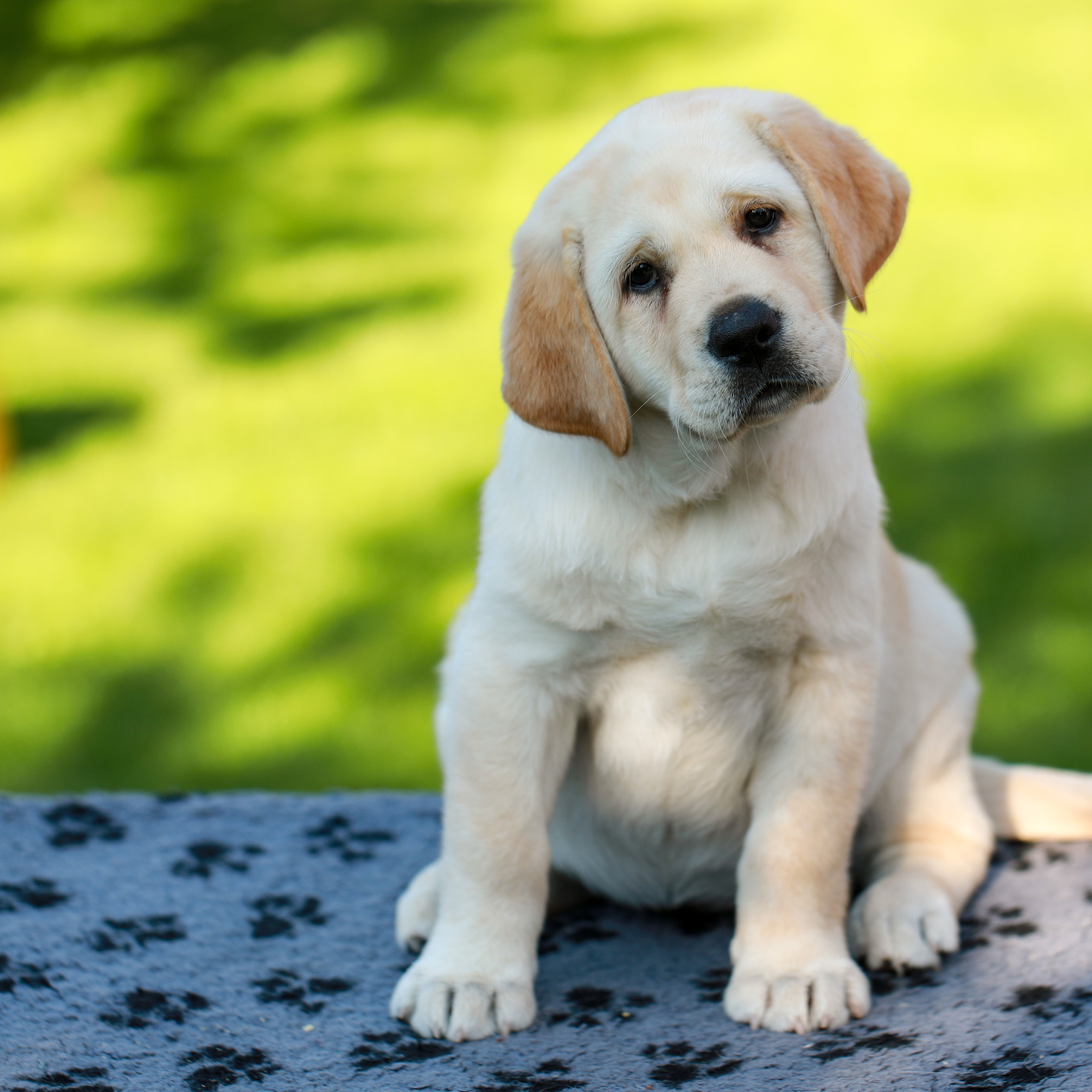 Цуценята. Наталя Твердохліб - дитячий та сімейний фотограф в Дрездені, Німеччина