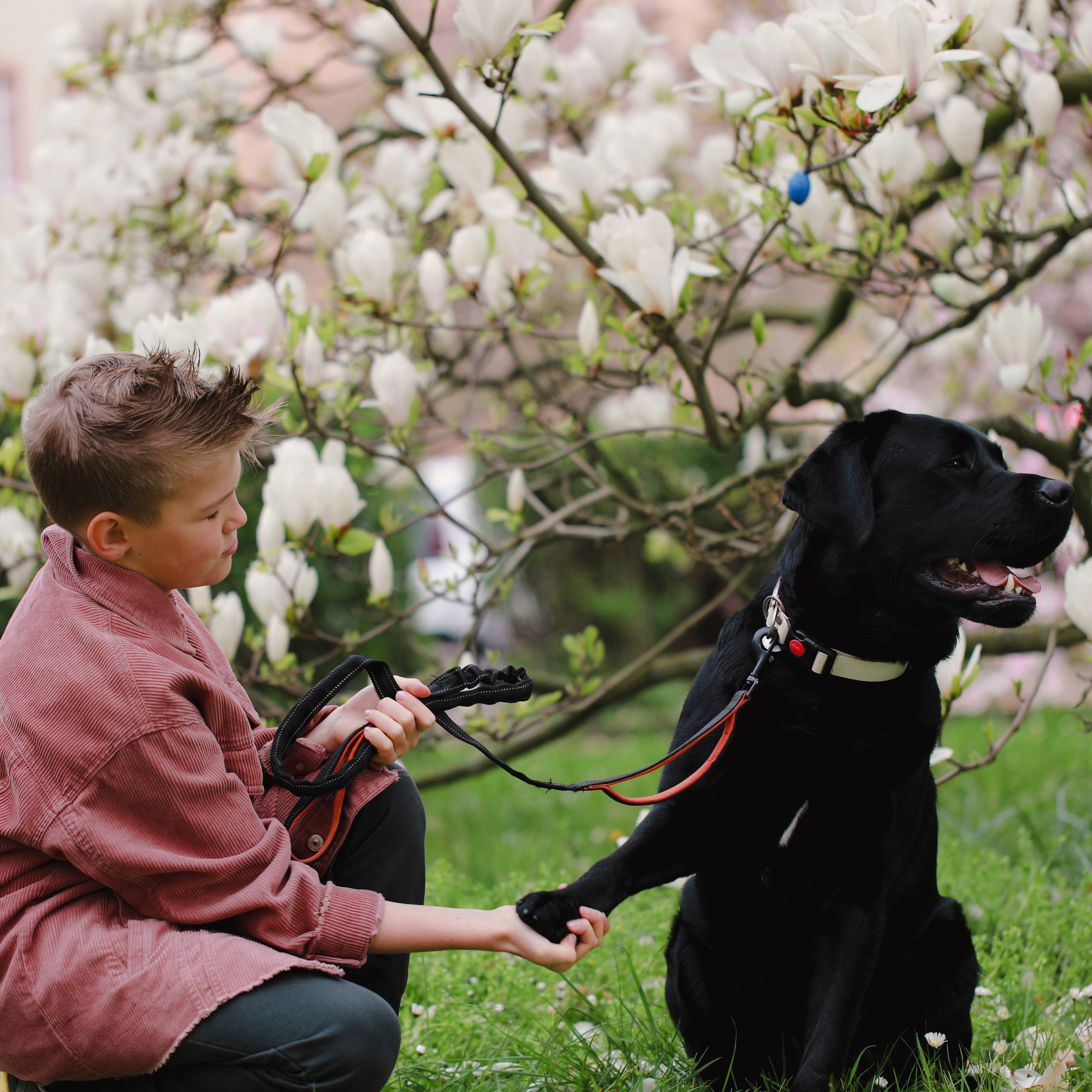 Магнолії в Дрездені. Наталя Твердохліб - дитячий та сімейний фотограф в Дрездені, Німеччина