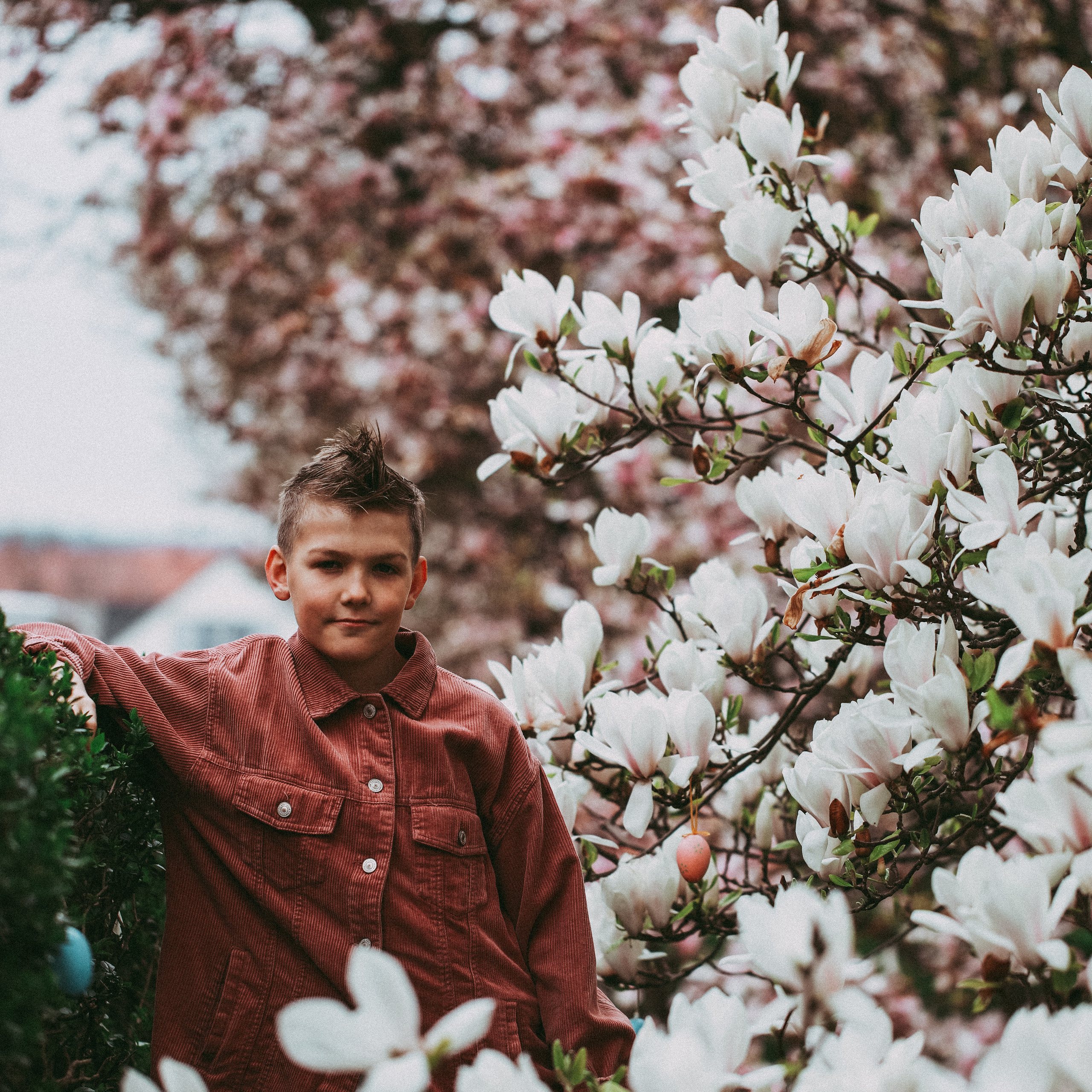 Магнолії в Дрездені. Наталя Твердохліб - дитячий та сімейний фотограф в Дрездені, Німеччина