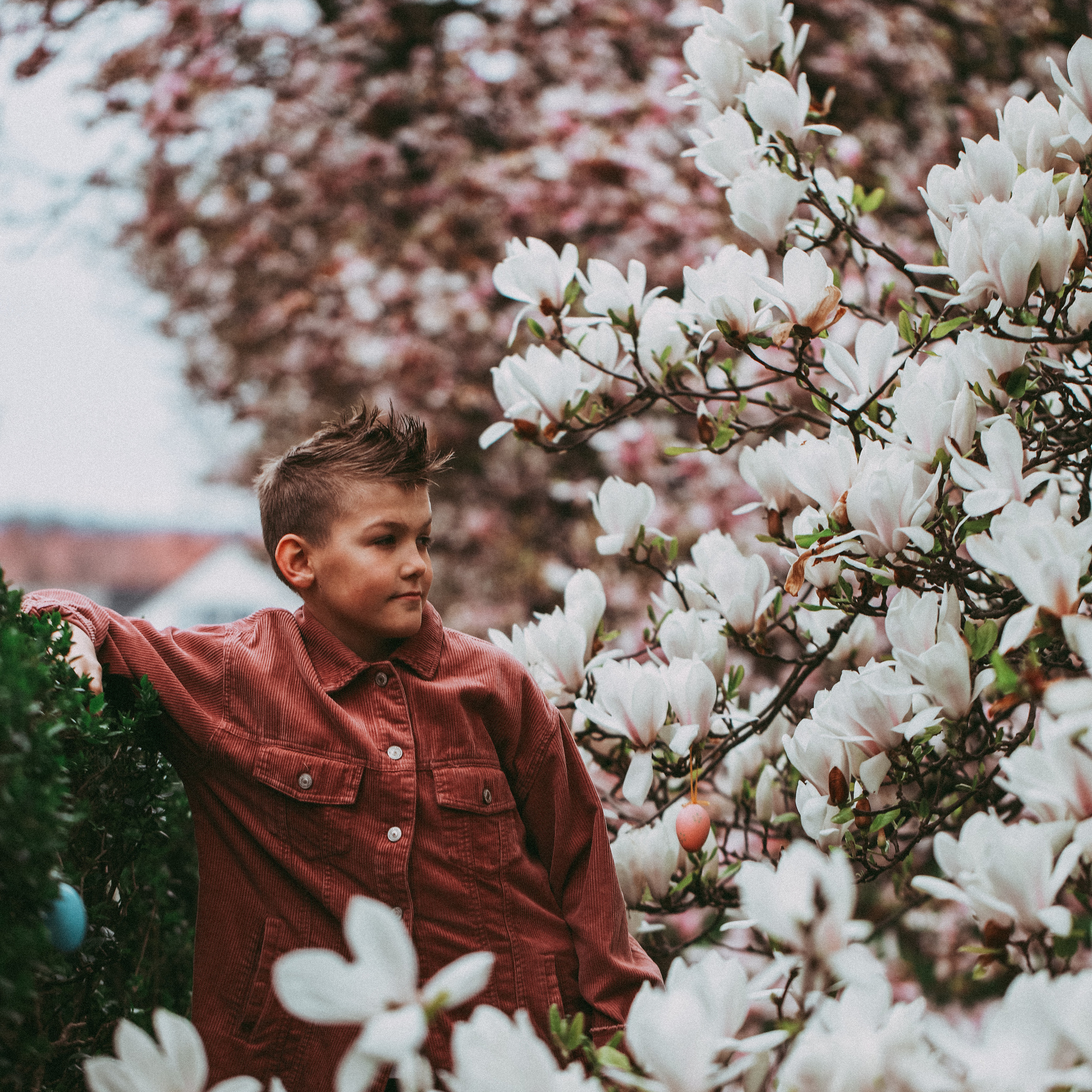 Магнолії в Дрездені. Наталя Твердохліб - дитячий та сімейний фотограф в Дрездені, Німеччина