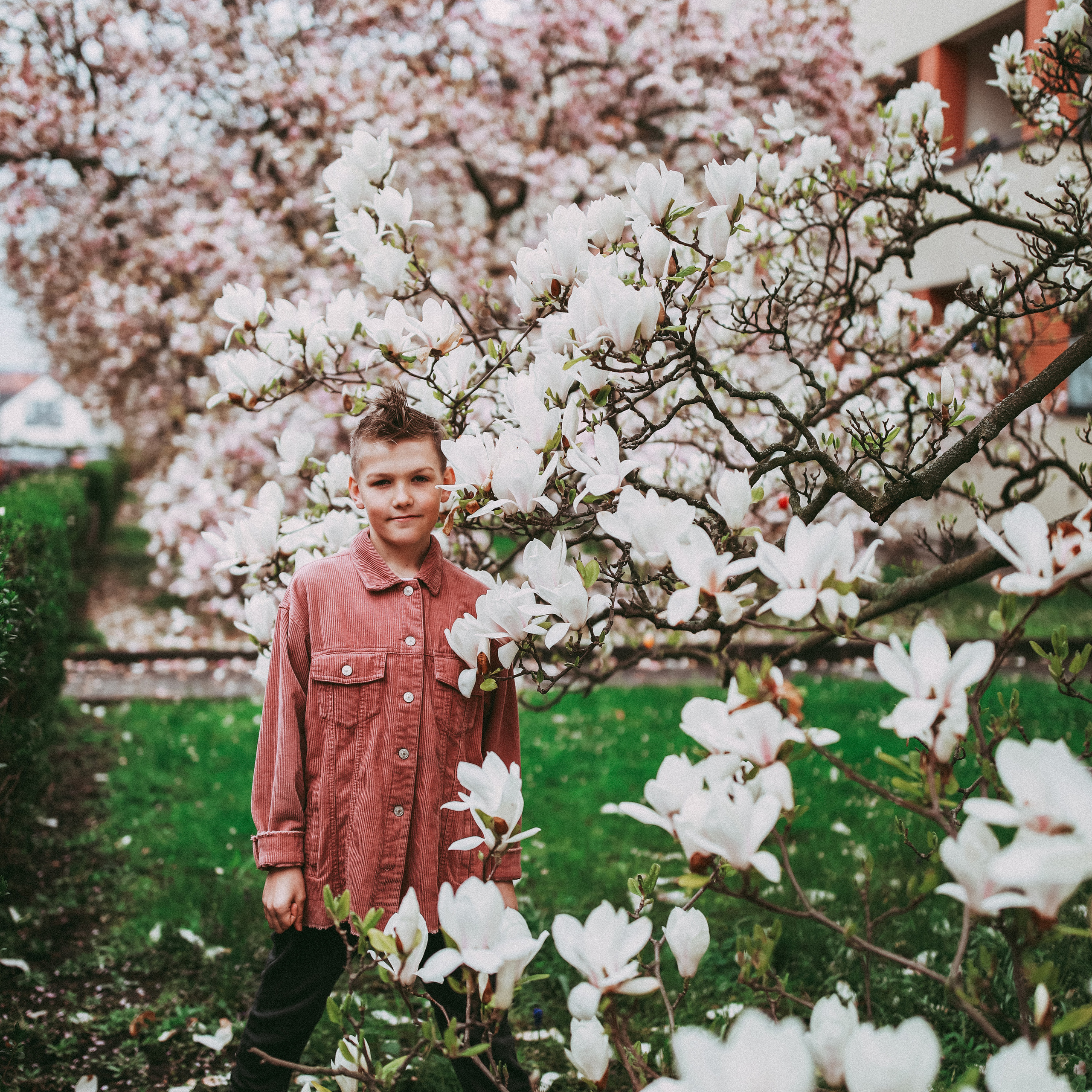 Магнолії в Дрездені. Наталя Твердохліб - дитячий та сімейний фотограф в Дрездені, Німеччина