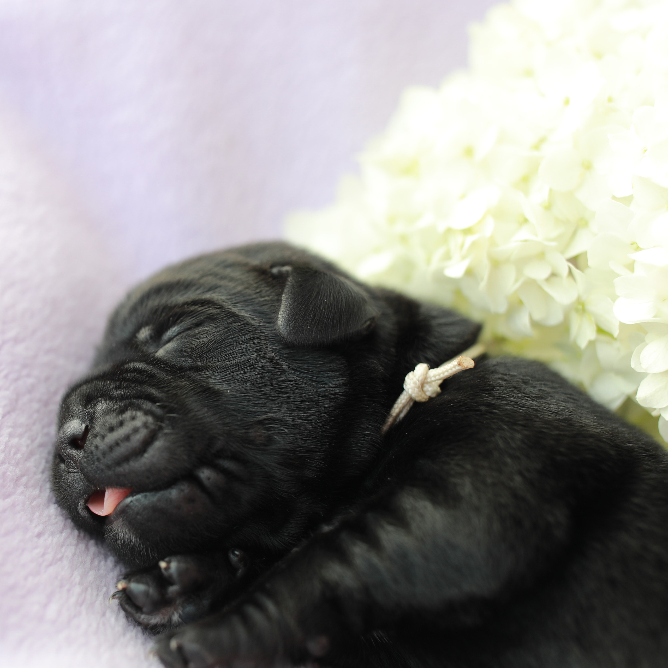 Цуценята. Наталя Твердохліб - дитячий та сімейний фотограф в Дрездені, Німеччина