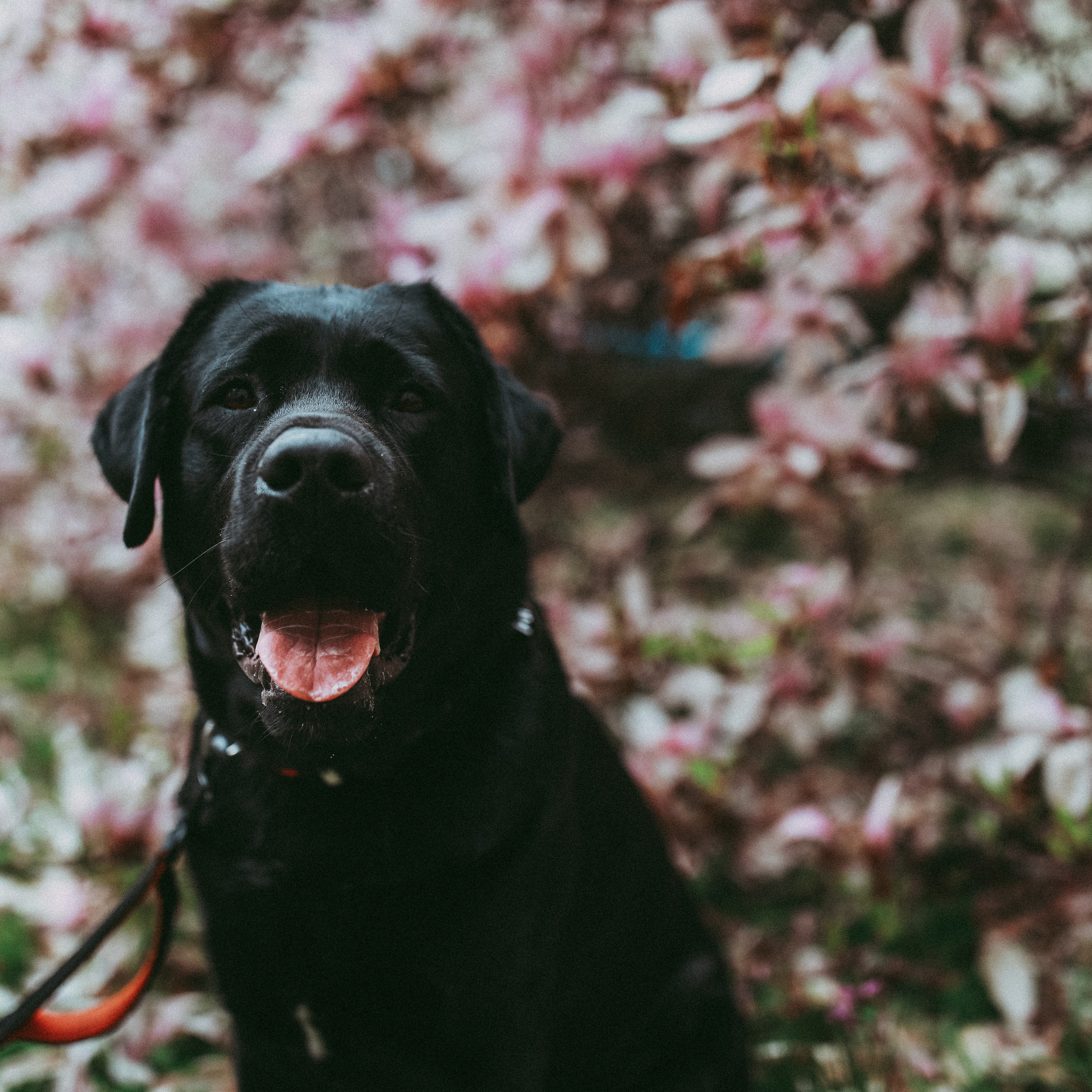 Магнолії в Дрездені. Наталя Твердохліб - дитячий та сімейний фотограф в Дрездені, Німеччина