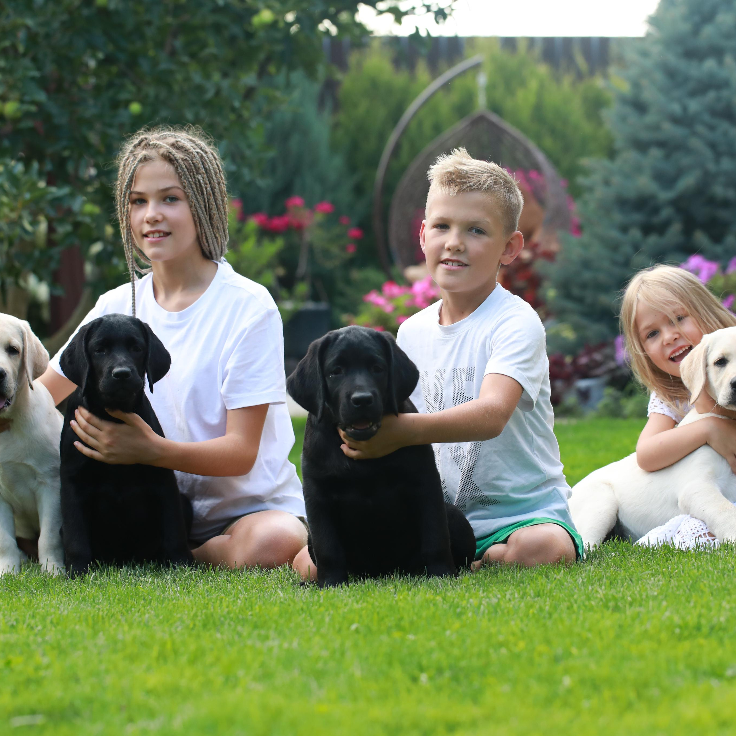 Маленькі лабрадорчики. Наталя Твердохліб - дитячий та сімейний фотограф в Дрездені, Німеччина