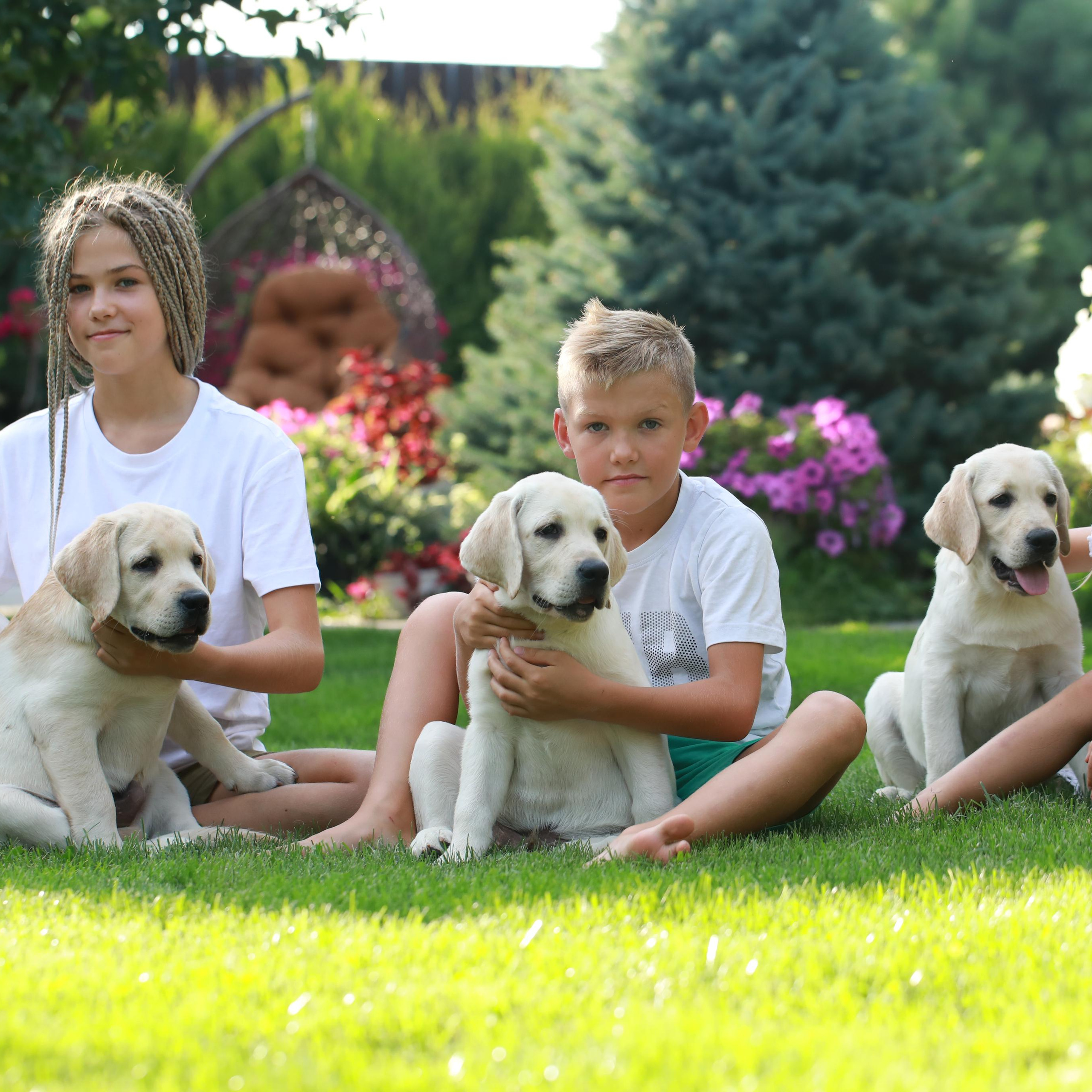 Маленькі лабрадорчики. Наталя Твердохліб - дитячий та сімейний фотограф в Дрездені, Німеччина