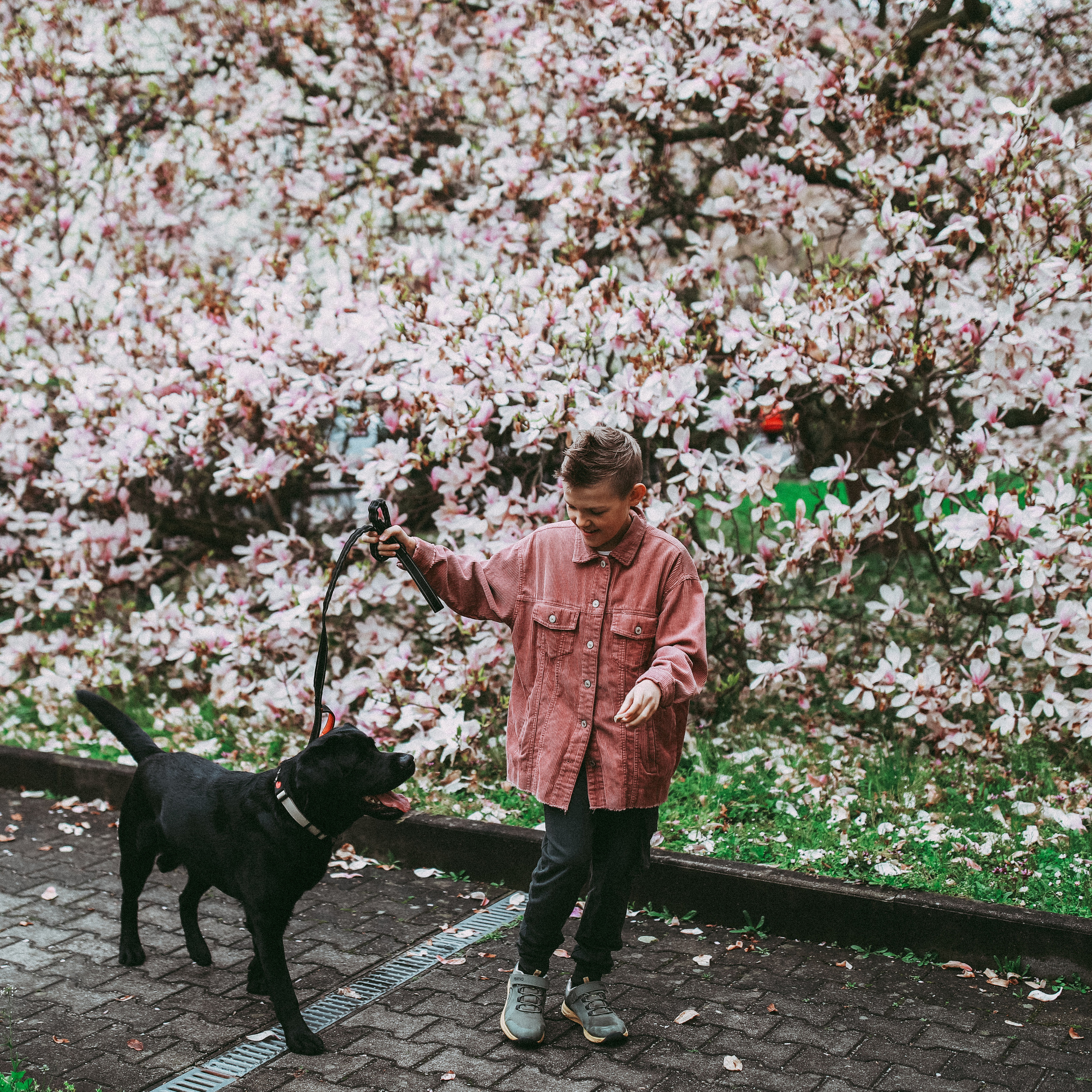 Магнолії в Дрездені. Наталя Твердохліб - дитячий та сімейний фотограф в Дрездені, Німеччина