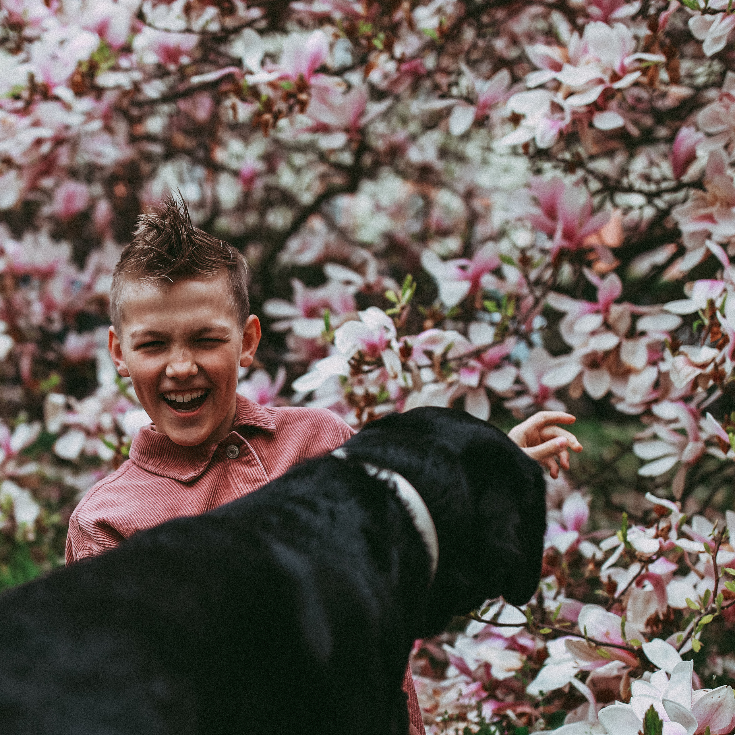 Магнолії в Дрездені. Наталя Твердохліб - дитячий та сімейний фотограф в Дрездені, Німеччина