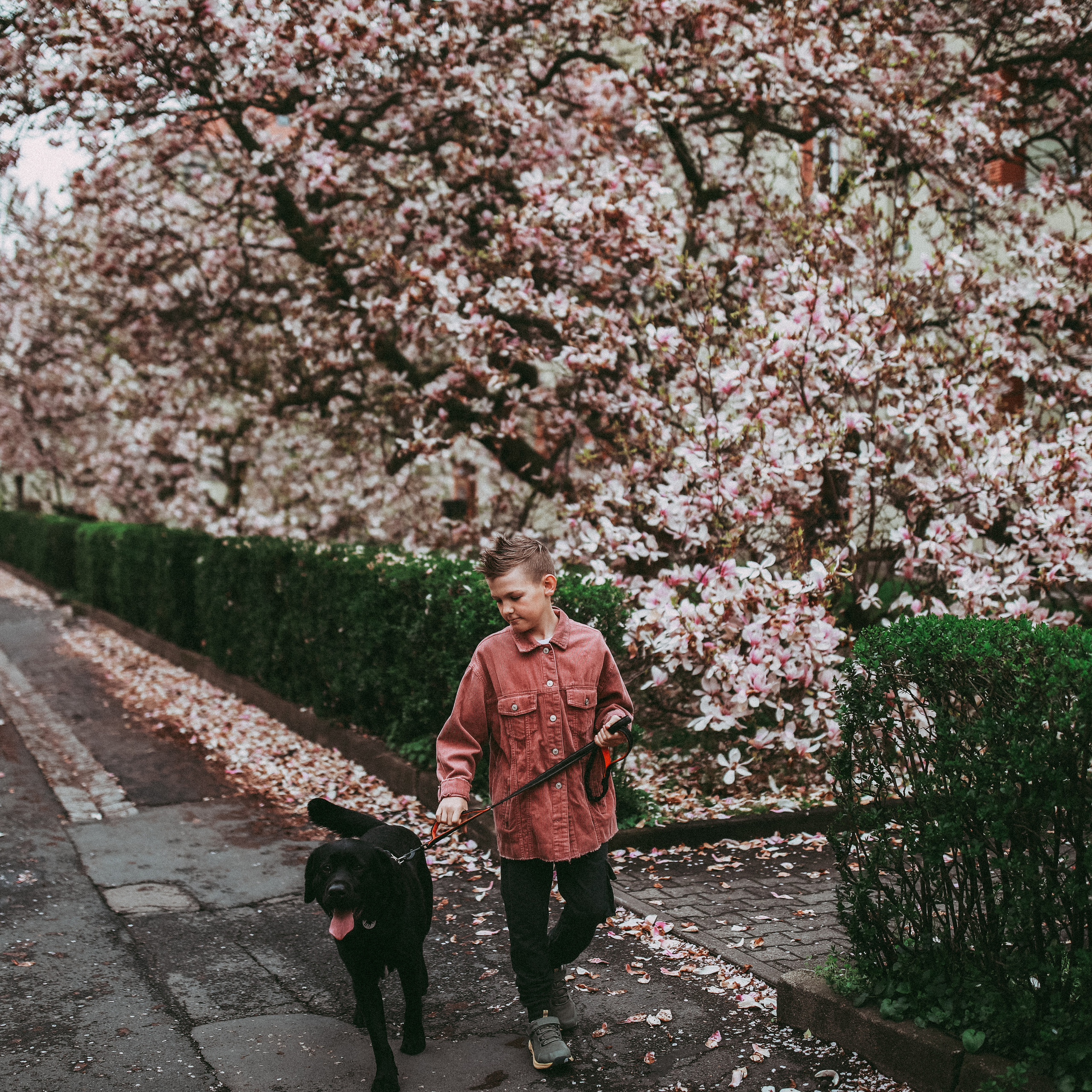 Магнолії в Дрездені. Наталя Твердохліб - дитячий та сімейний фотограф в Дрездені, Німеччина