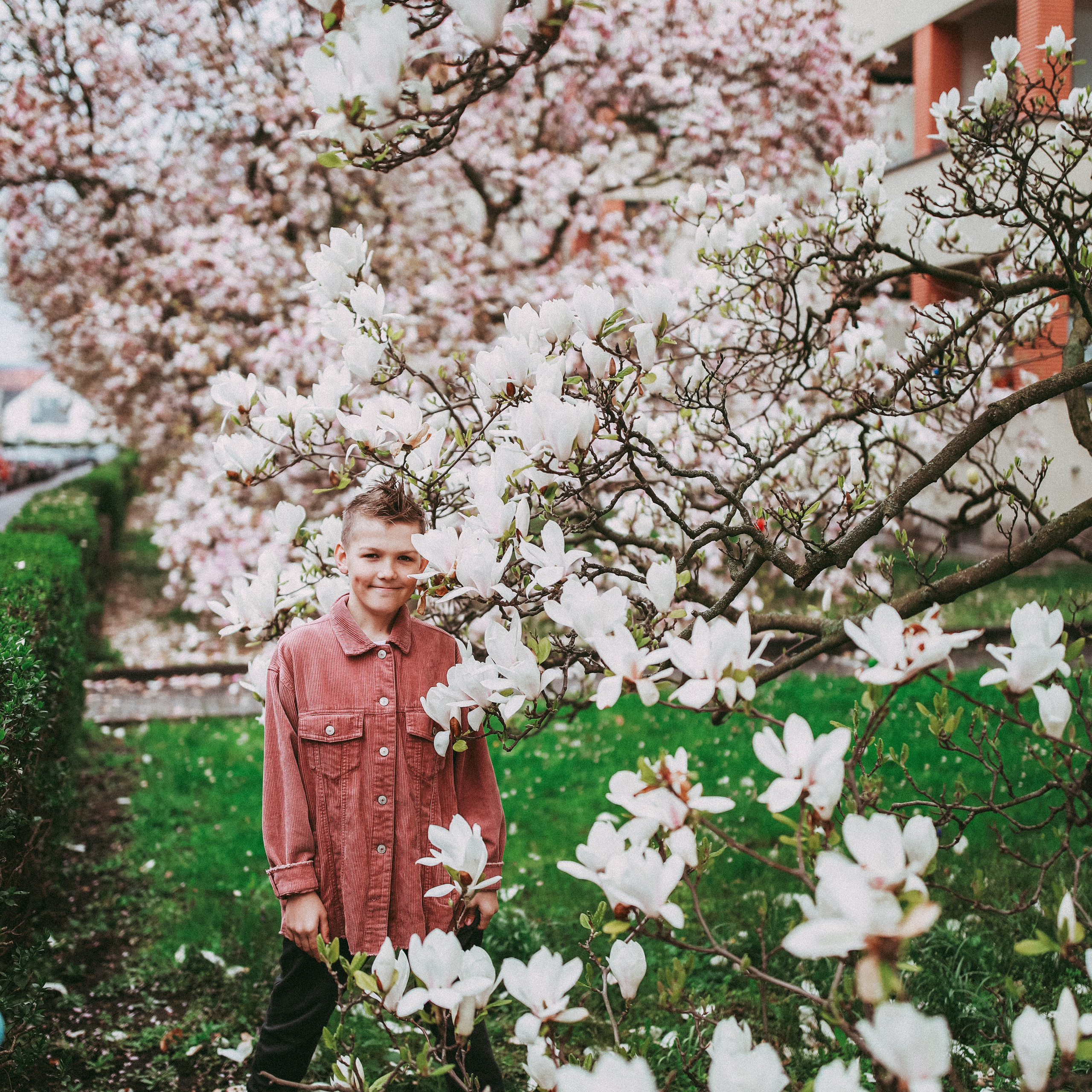Магнолії в Дрездені. Наталя Твердохліб - дитячий та сімейний фотограф в Дрездені, Німеччина