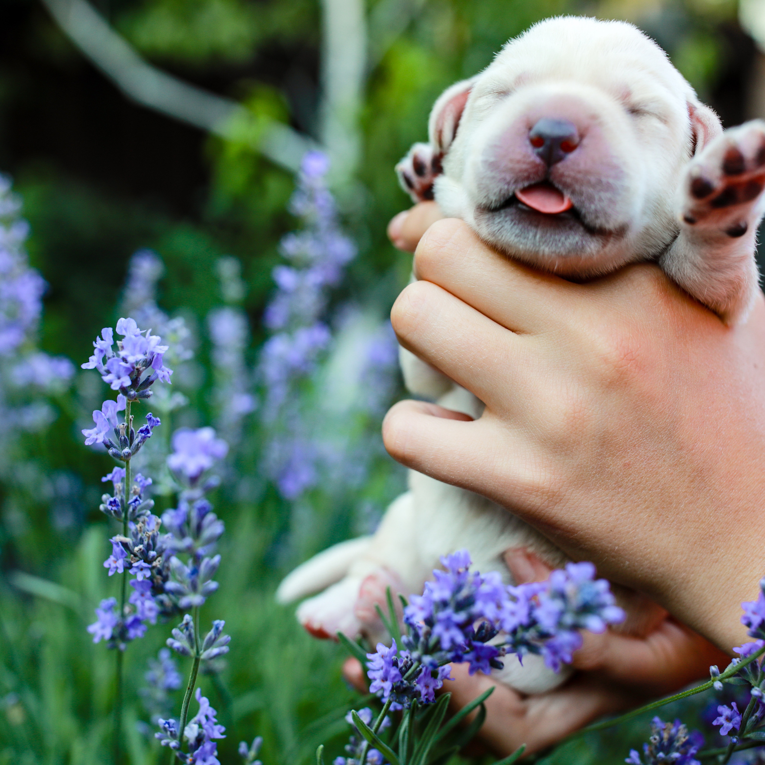 Цуценята. Наталя Твердохліб - дитячий та сімейний фотограф в Дрездені, Німеччина