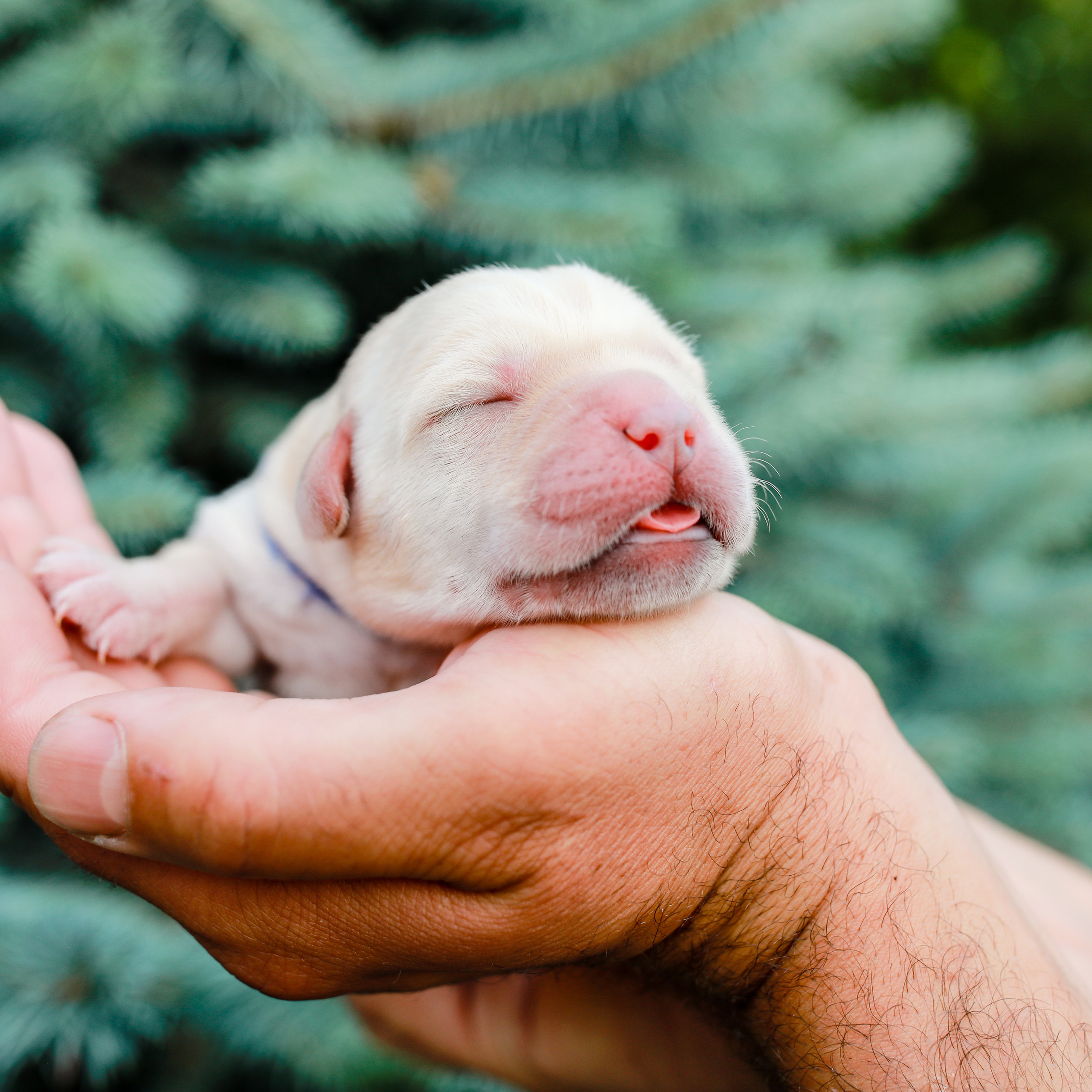 Цуценята. Наталя Твердохліб - дитячий та сімейний фотограф в Дрездені, Німеччина