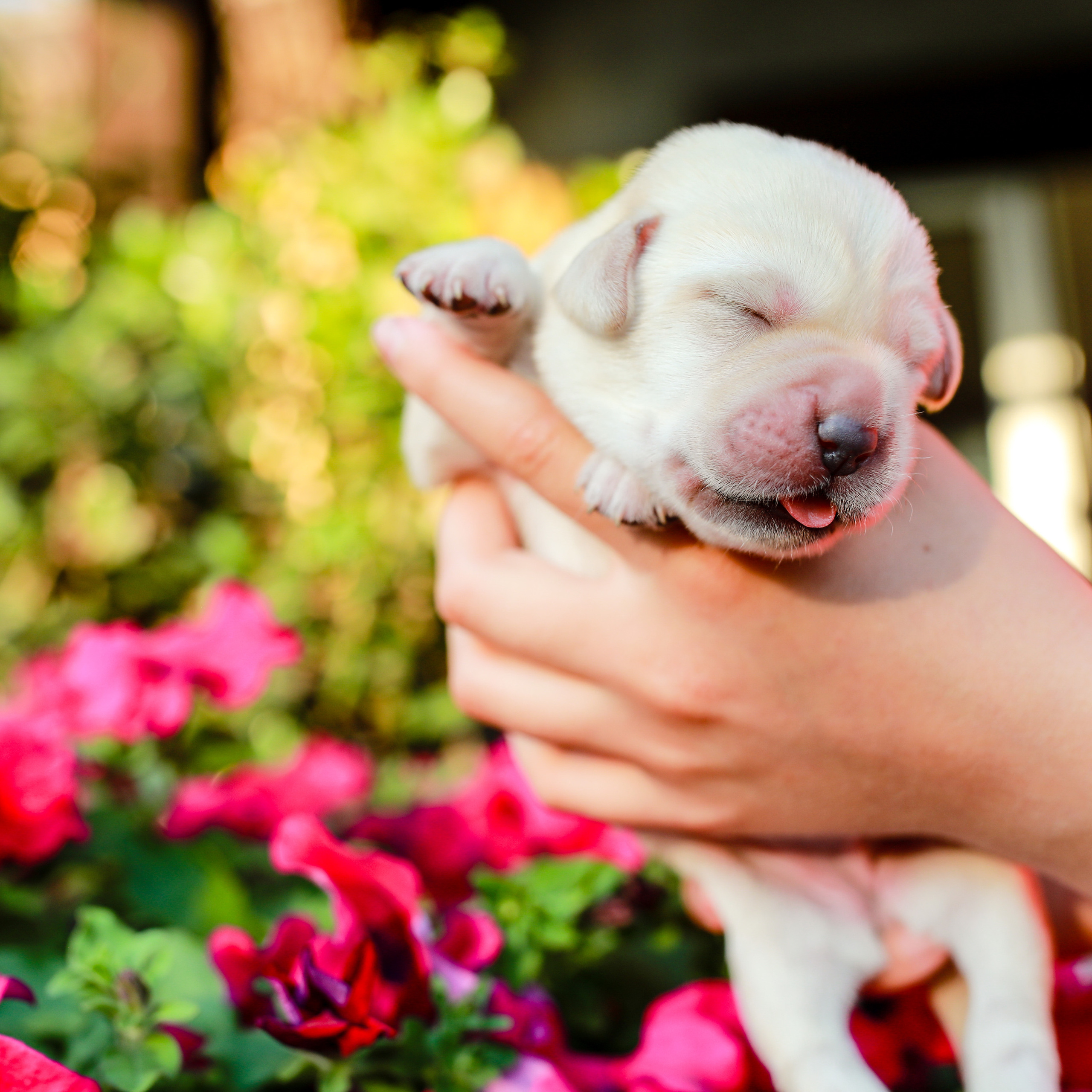 Цуценята. Наталя Твердохліб - дитячий та сімейний фотограф в Дрездені, Німеччина