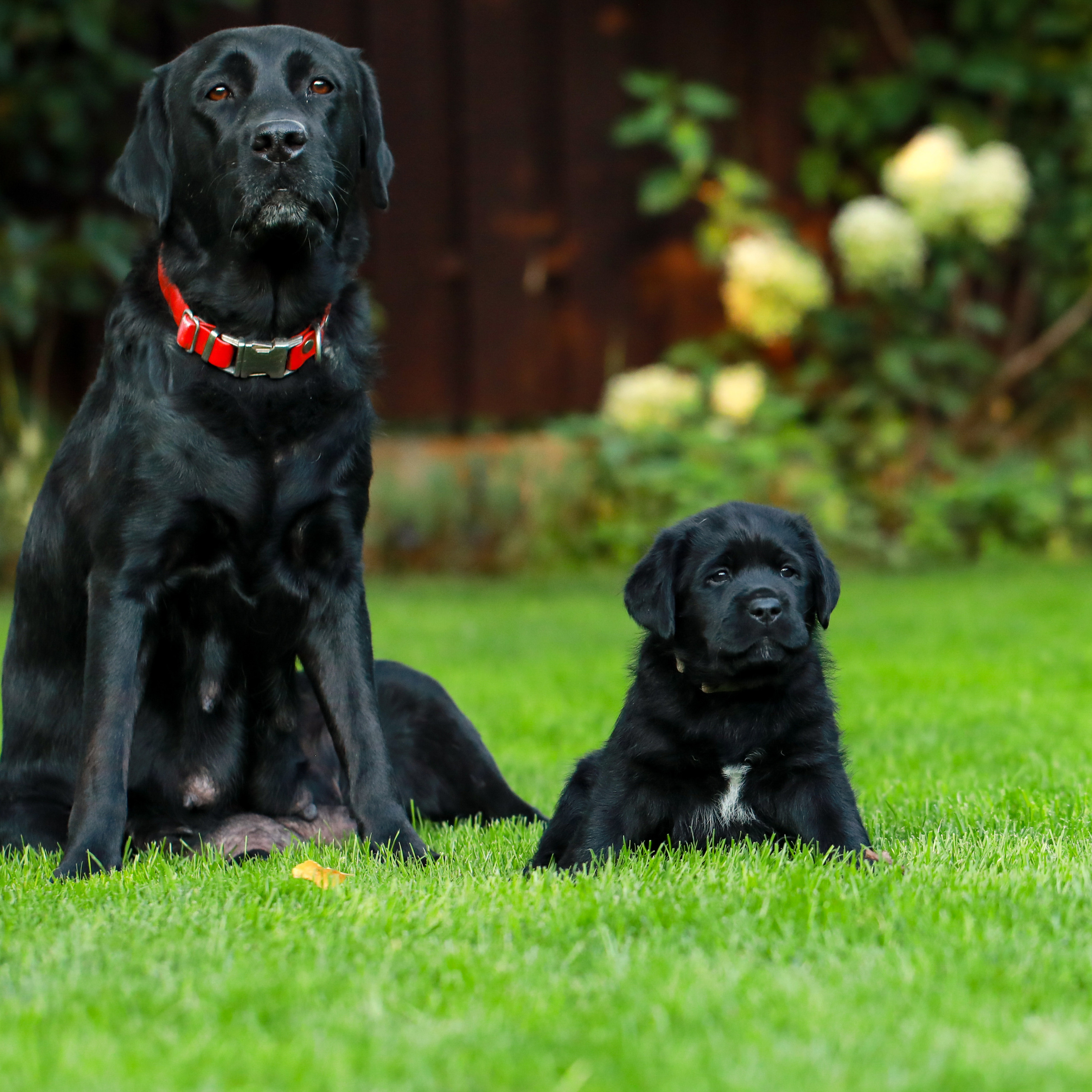 Цуценята. Наталя Твердохліб - дитячий та сімейний фотограф в Дрездені, Німеччина