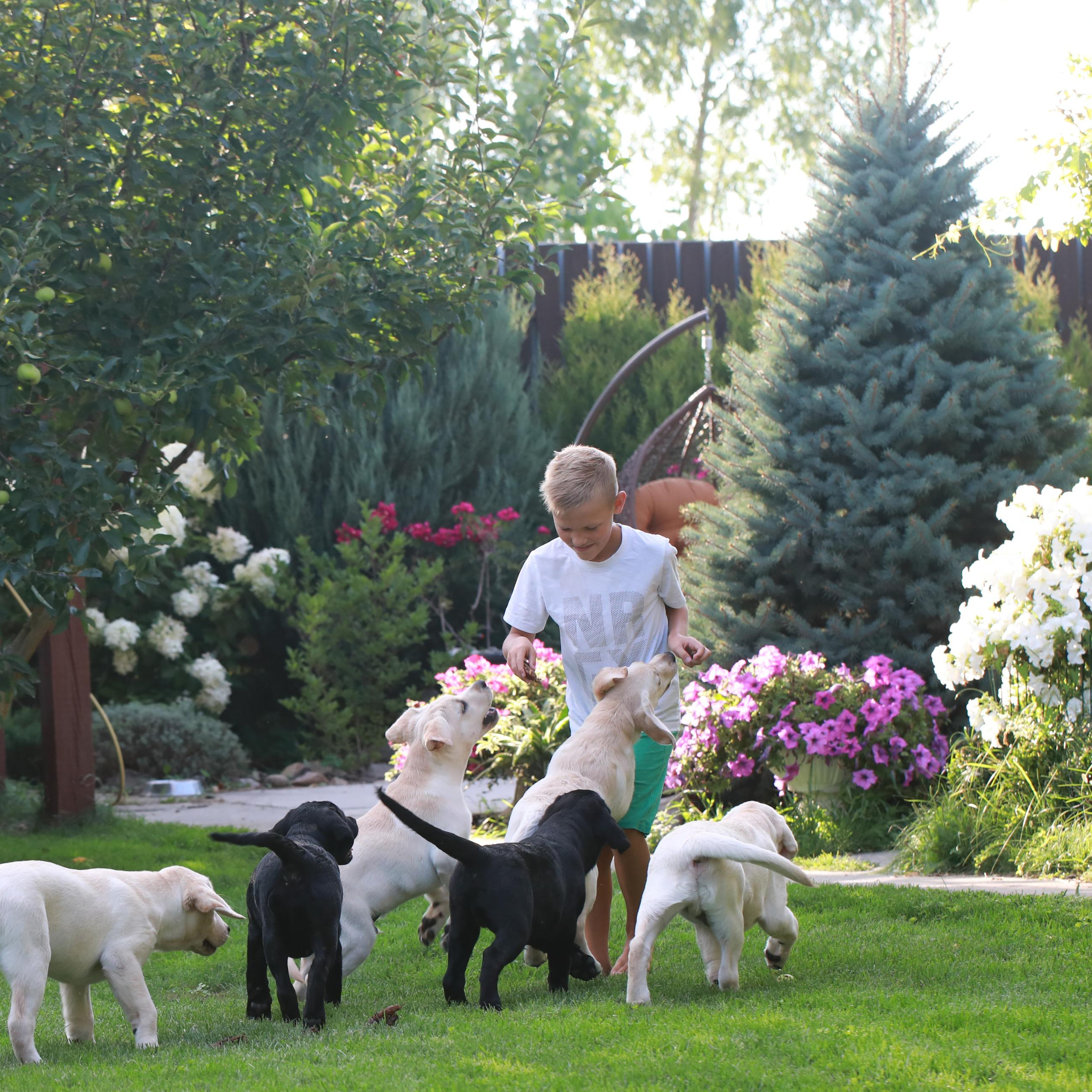 Маленькі лабрадорчики. Наталя Твердохліб - дитячий та сімейний фотограф в Дрездені, Німеччина