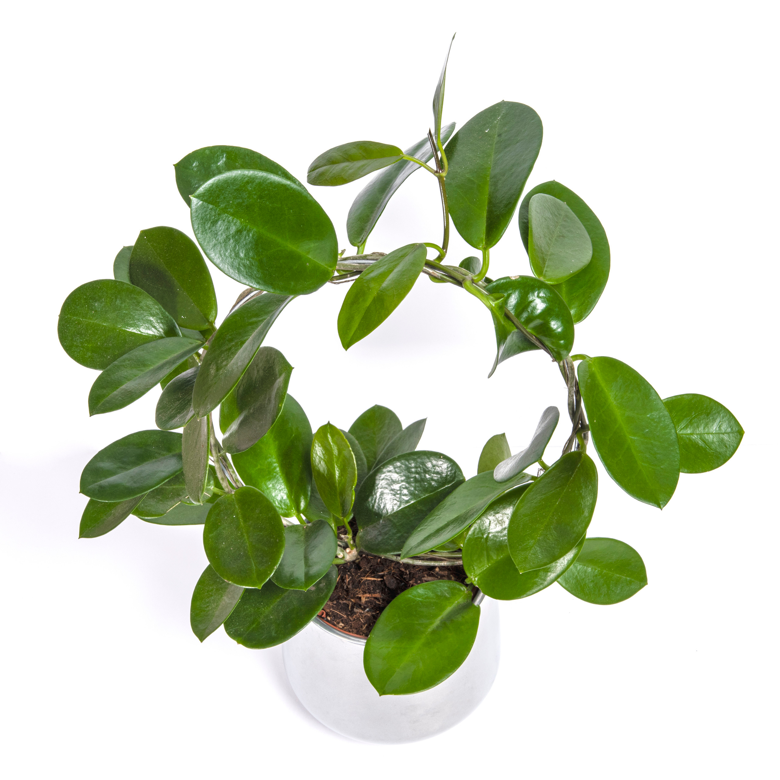 For a flower shop. Photographer in Israel Luba Ternavskaya