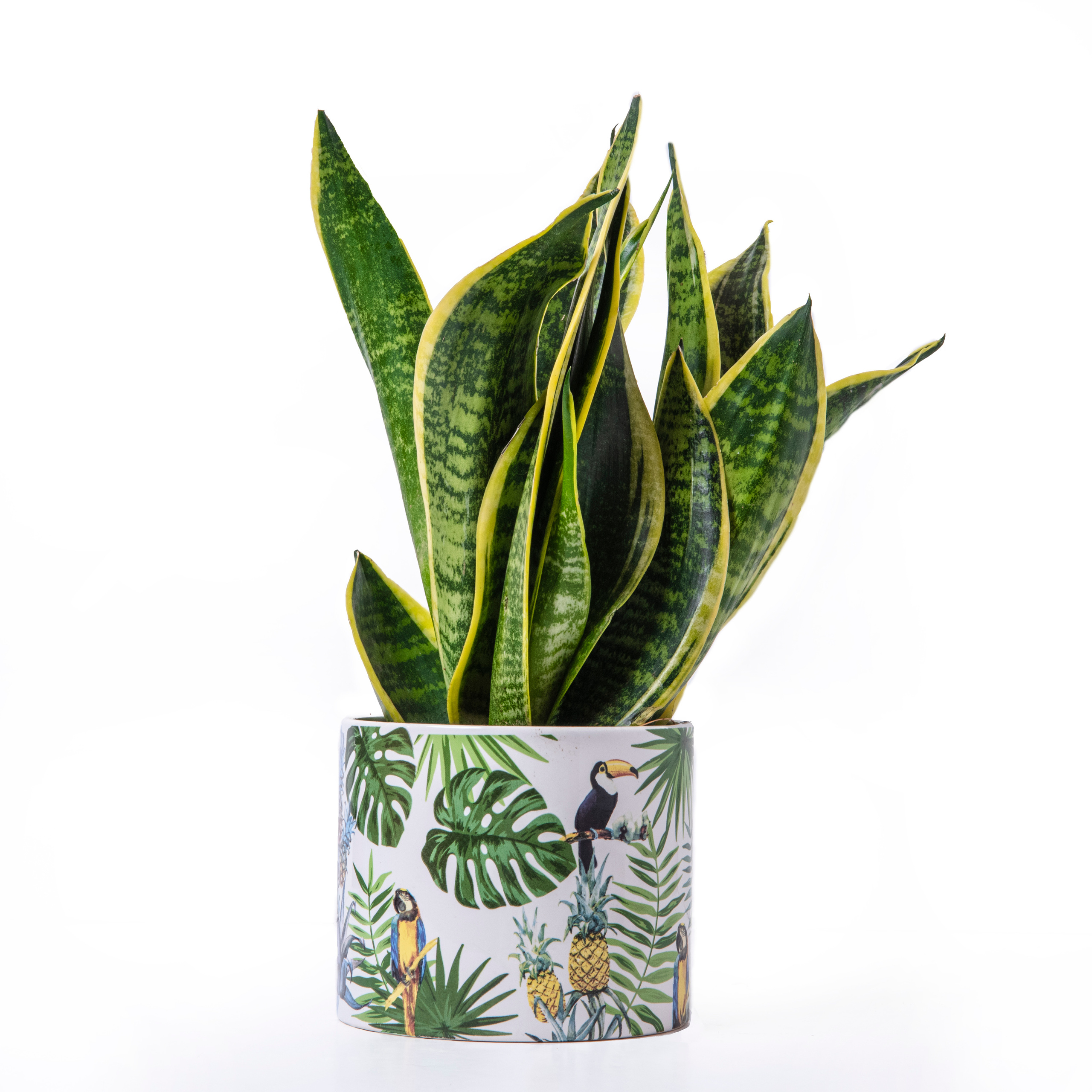 For a flower shop. Photographer in Israel Luba Ternavskaya