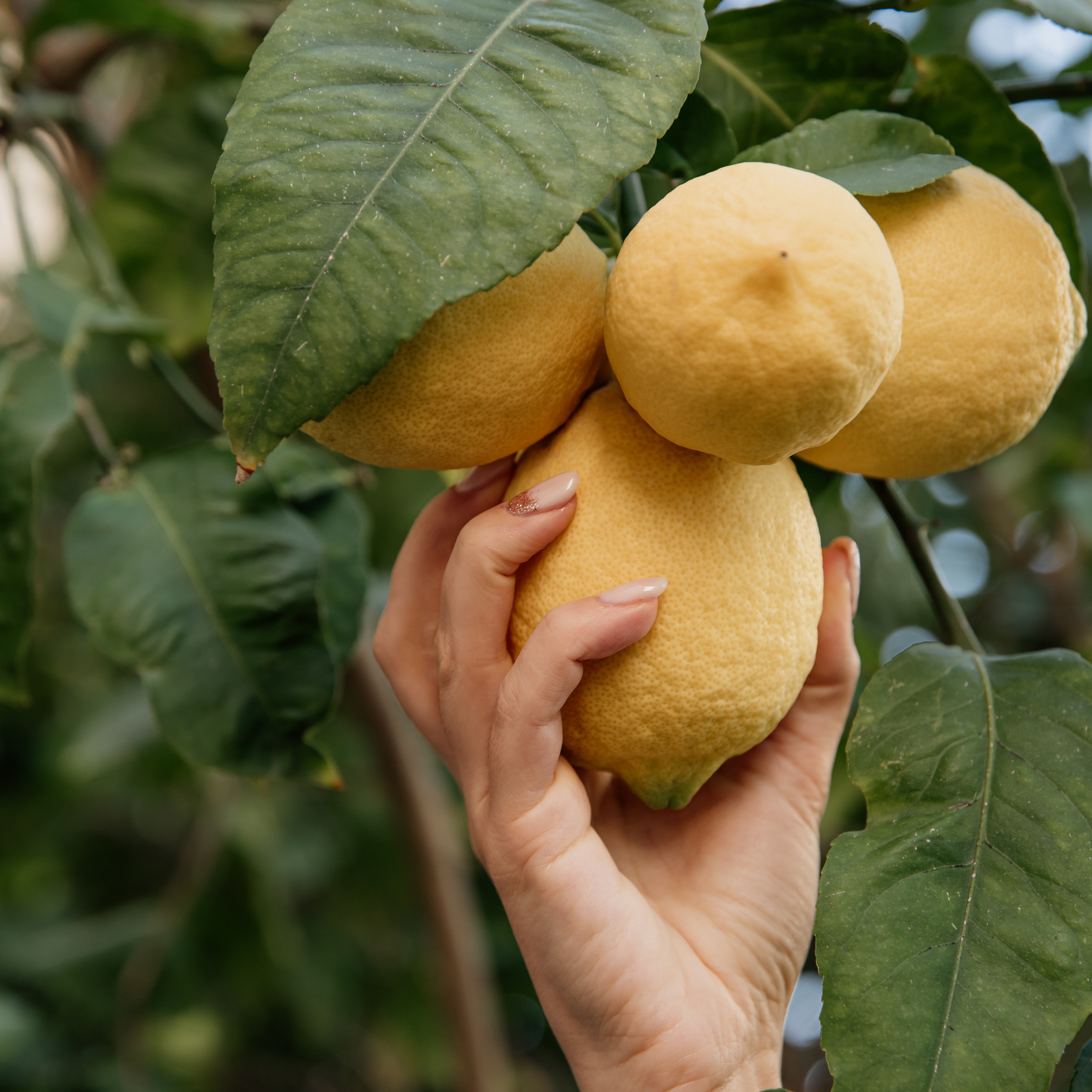Profile for a manicurist. Photographer in Israel Luba Ternavskaya