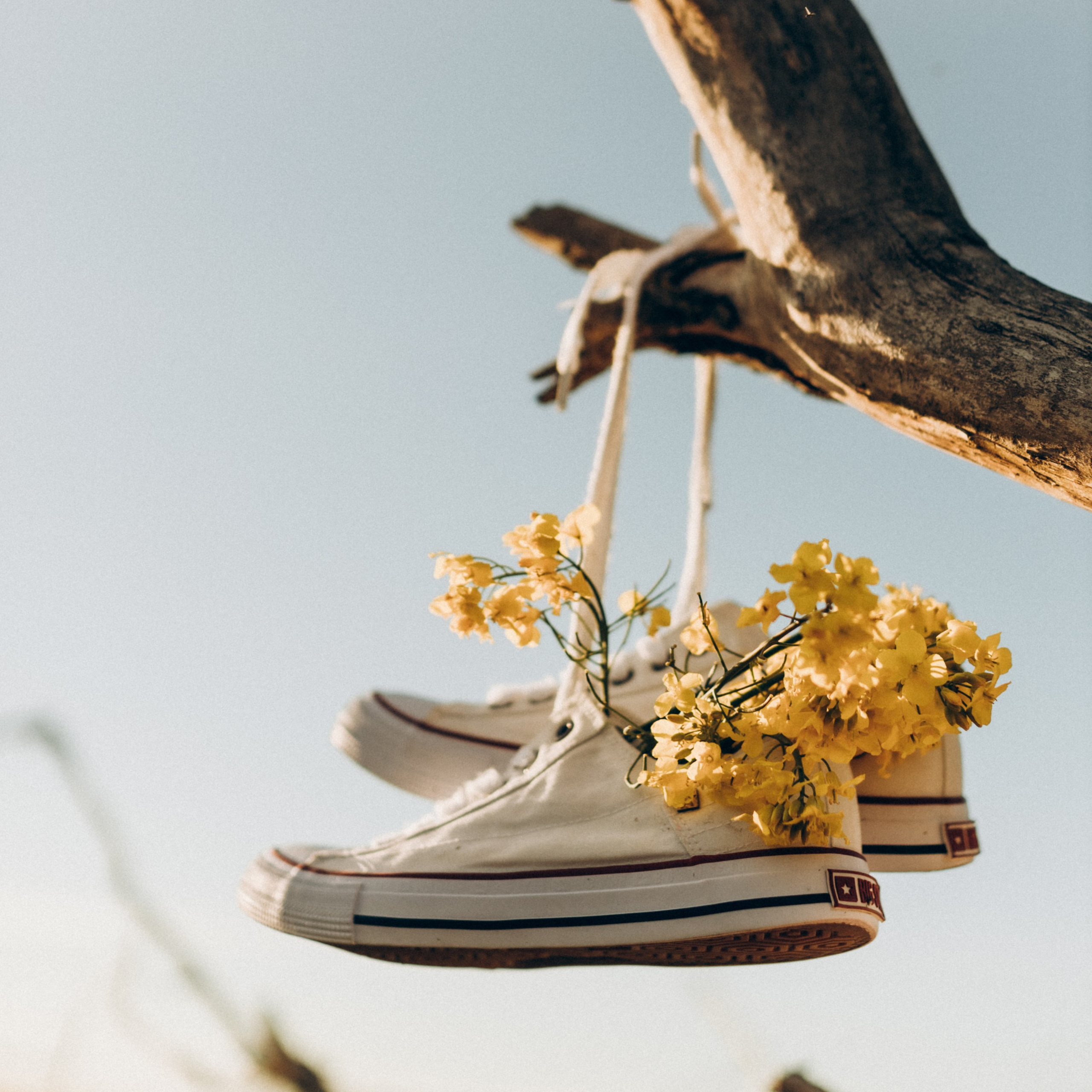 Рапсове поле