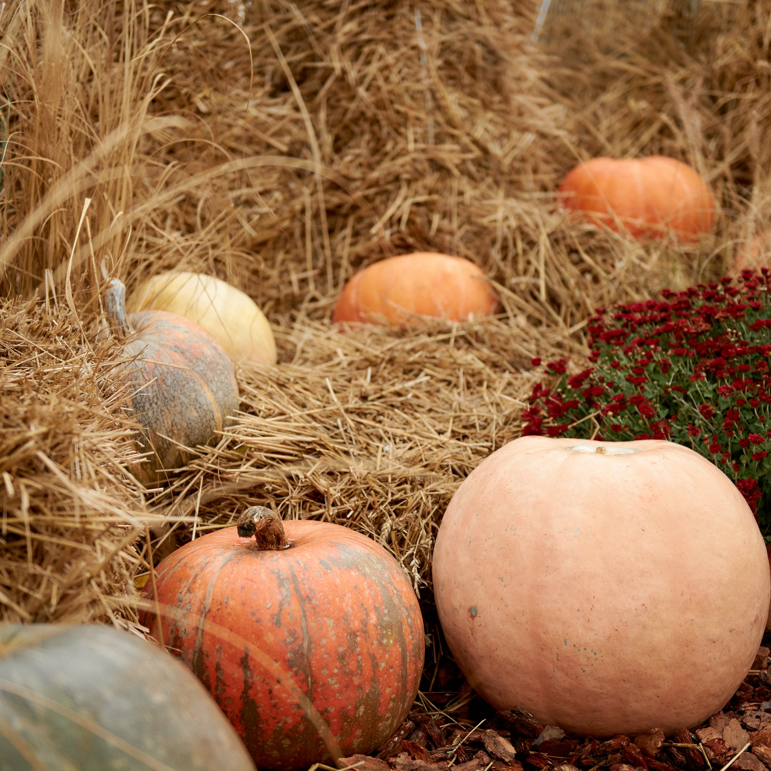 Відгуки. Фотограф новонароджених діток та їх сімей в Тернополі