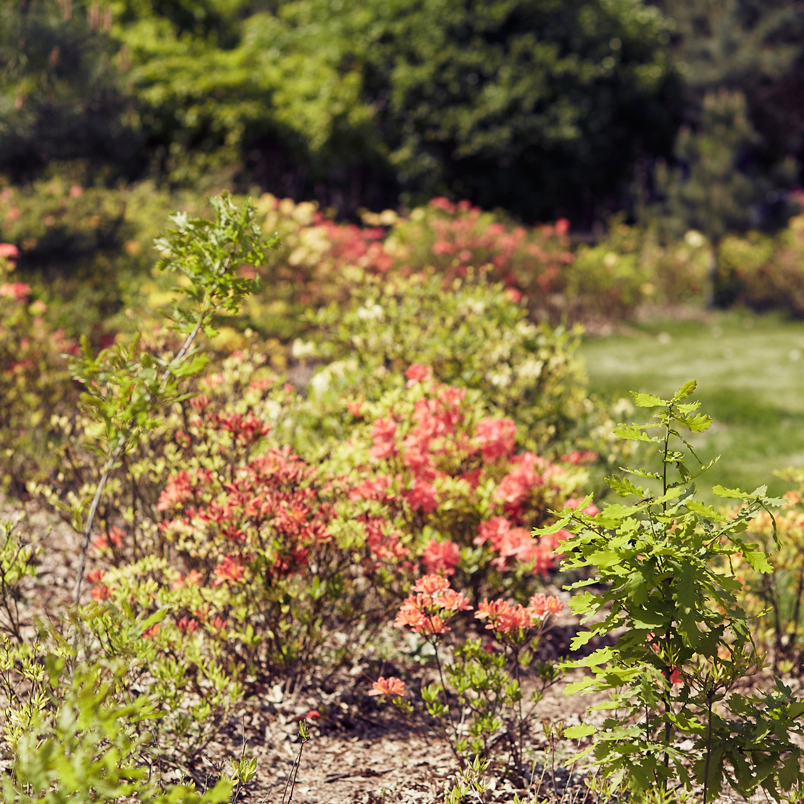 Відгуки про фотографа. Портретний та сімейний фотограф Київ Наталі Алькема