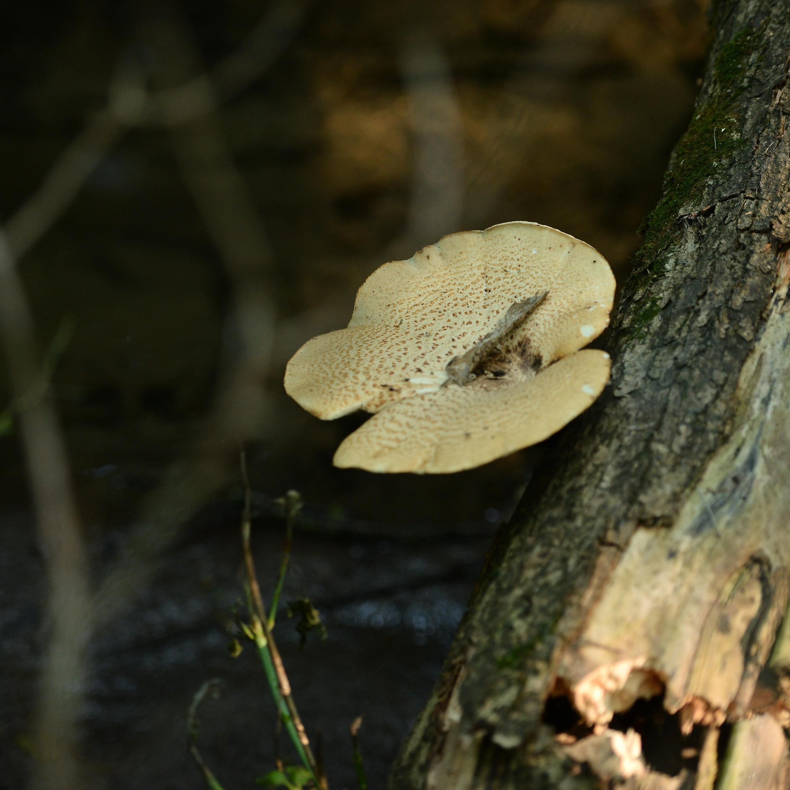 Отзывы. Фотограф Натали Кошевая _ Днепр, Подгородное