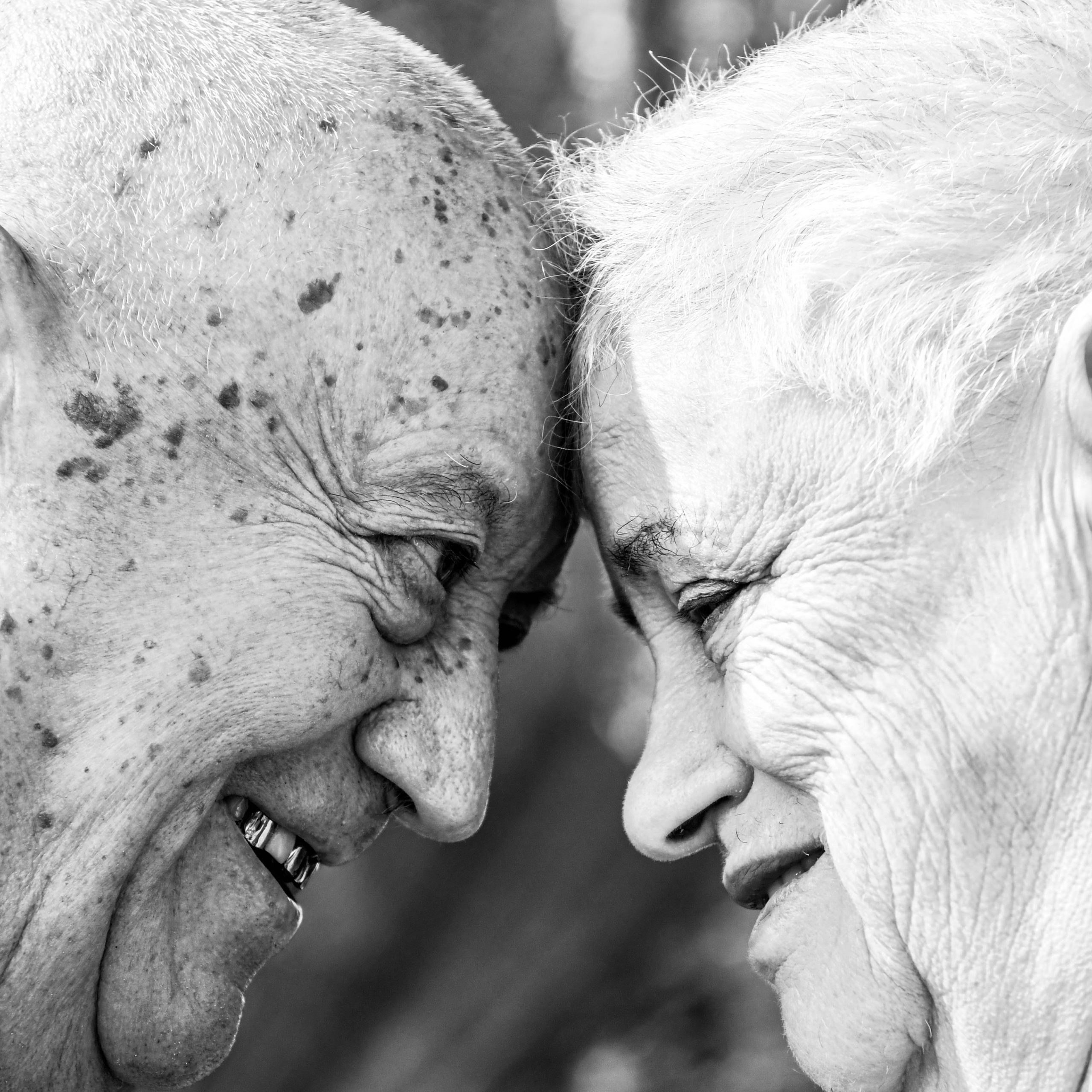 Фотографія як Спадщина