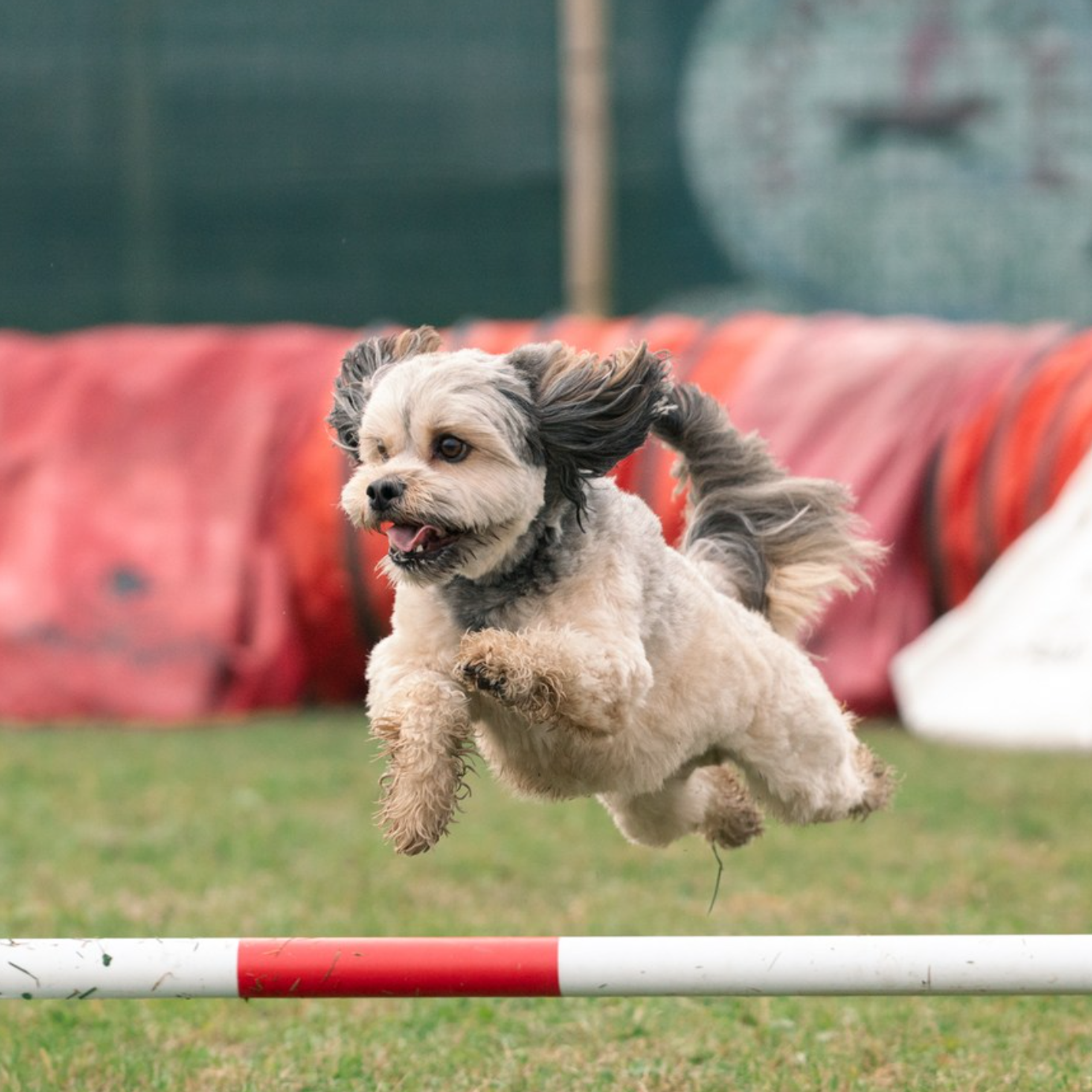 TESTIMONIANZE. Fotografa a Riccione, ritratti di bambini e famiglia, animali domestici