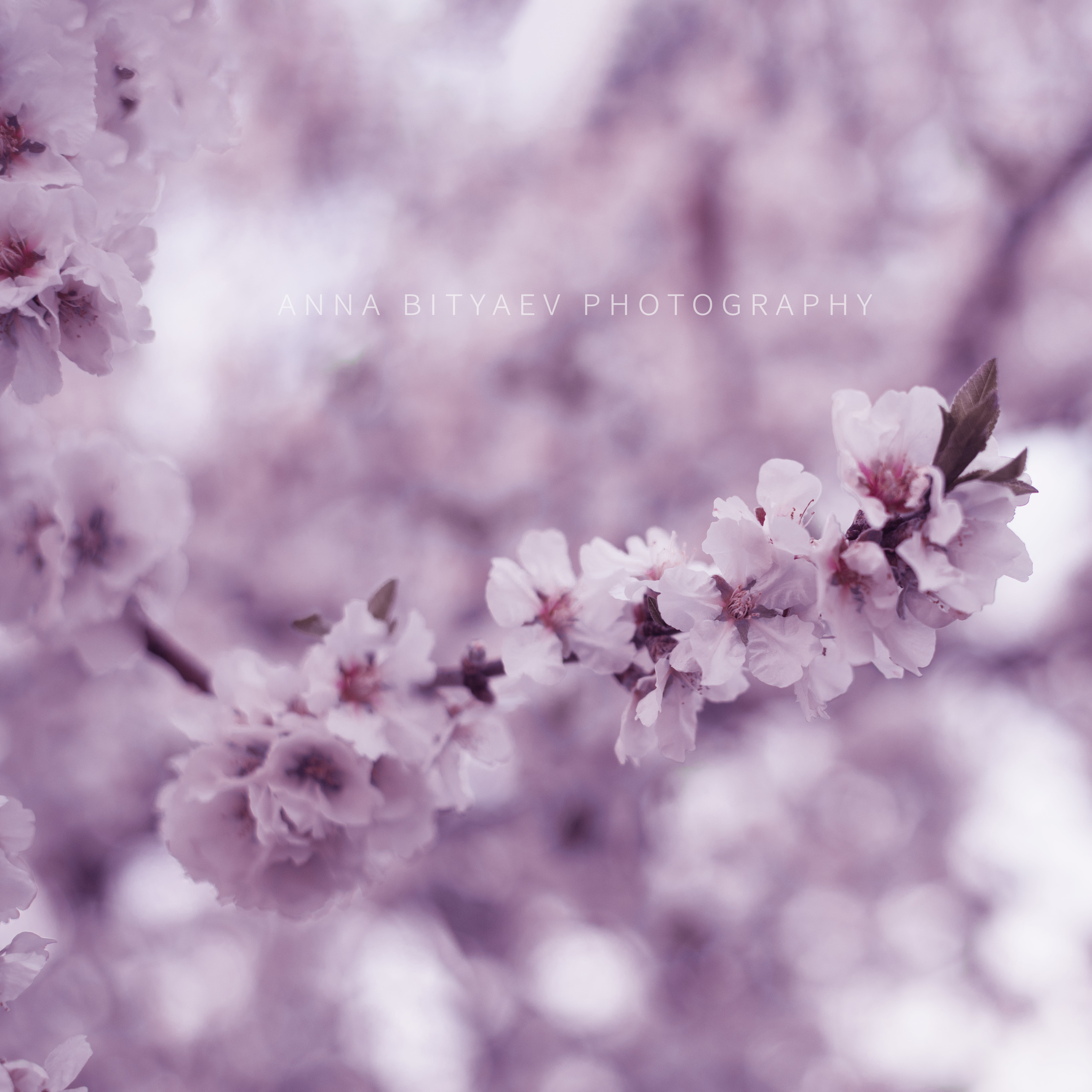 ביקורות. אנה ביטייב, צלמת, שוהם, Anna Bityaev Photography