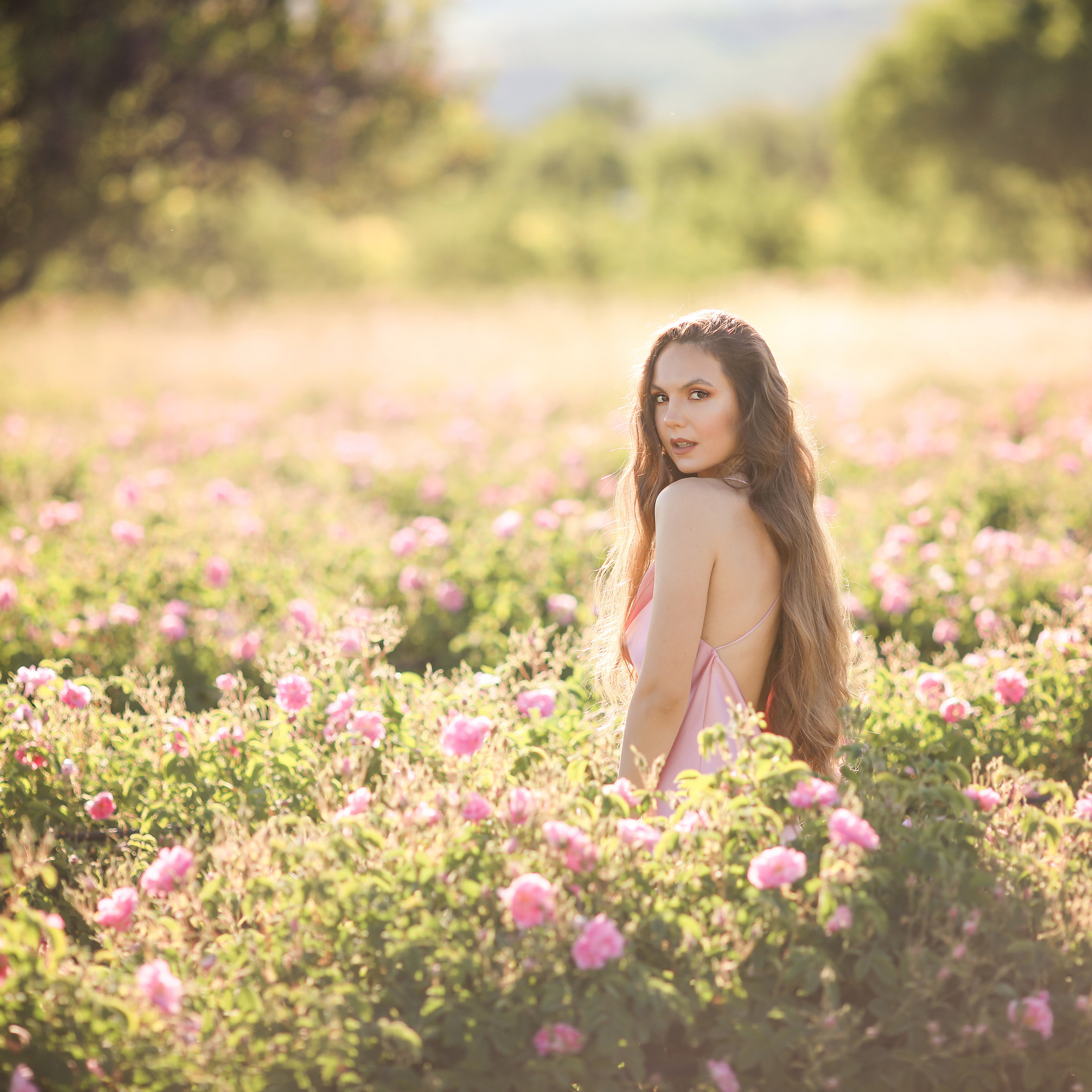 Rose fields