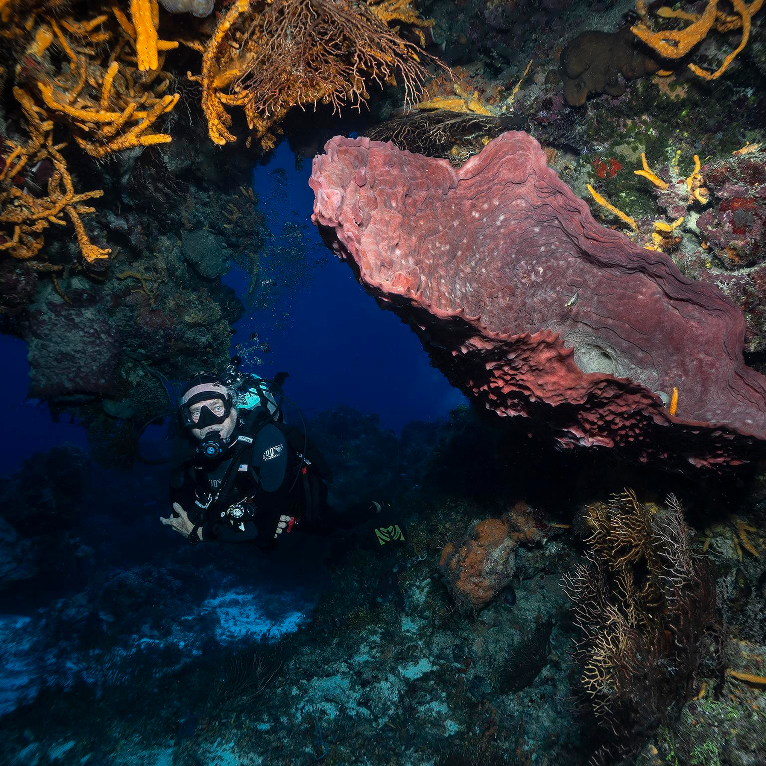 Testimonials. Your photographer on land and under water— Alexey Zaytsev