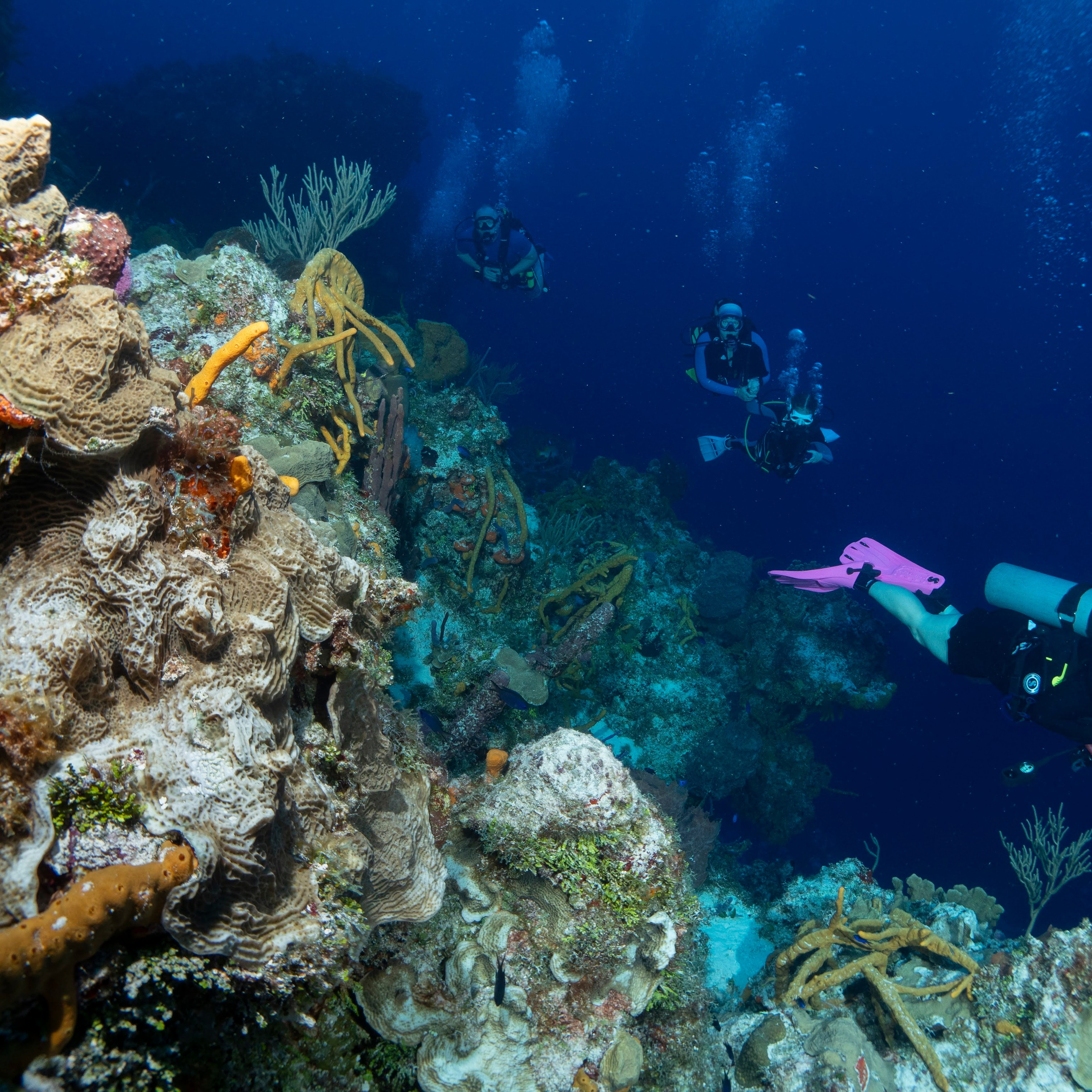 Testimonials. Your photographer on land and under water— Alexey Zaytsev