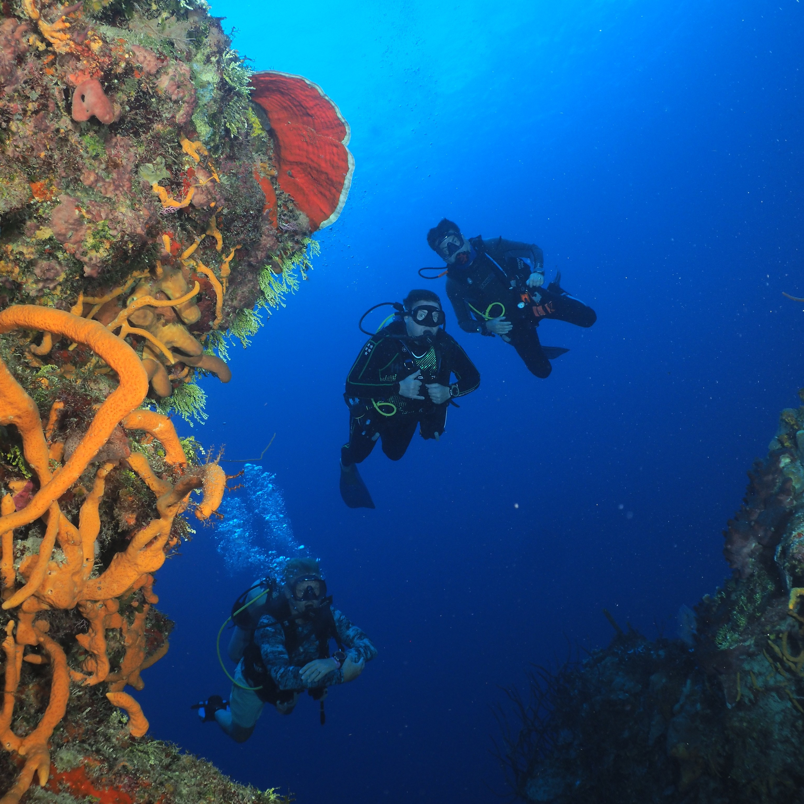 Testimonials. Your photographer on land and under water— Alexey Zaytsev