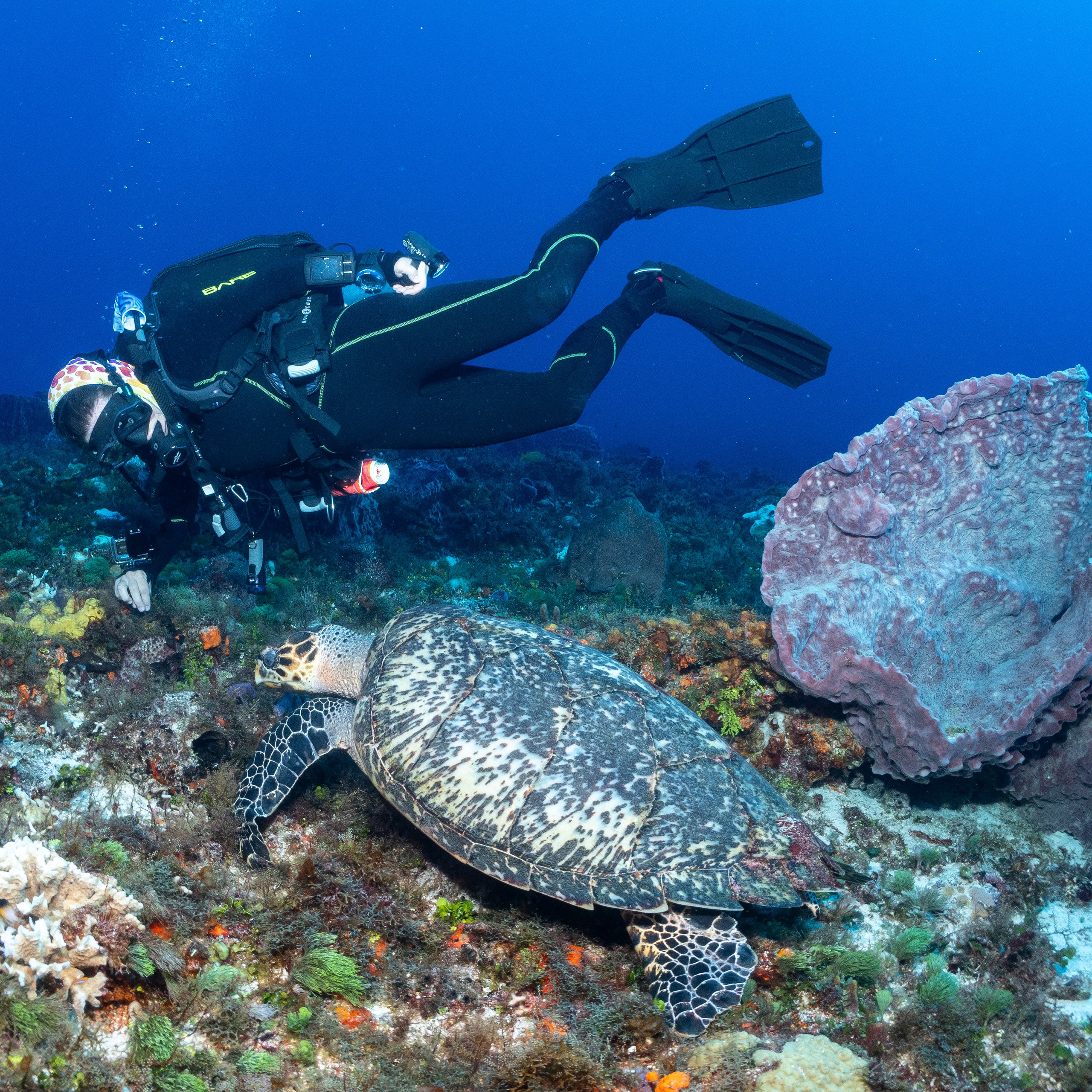 Testimonials. Your photographer on land and under water— Alexey Zaytsev