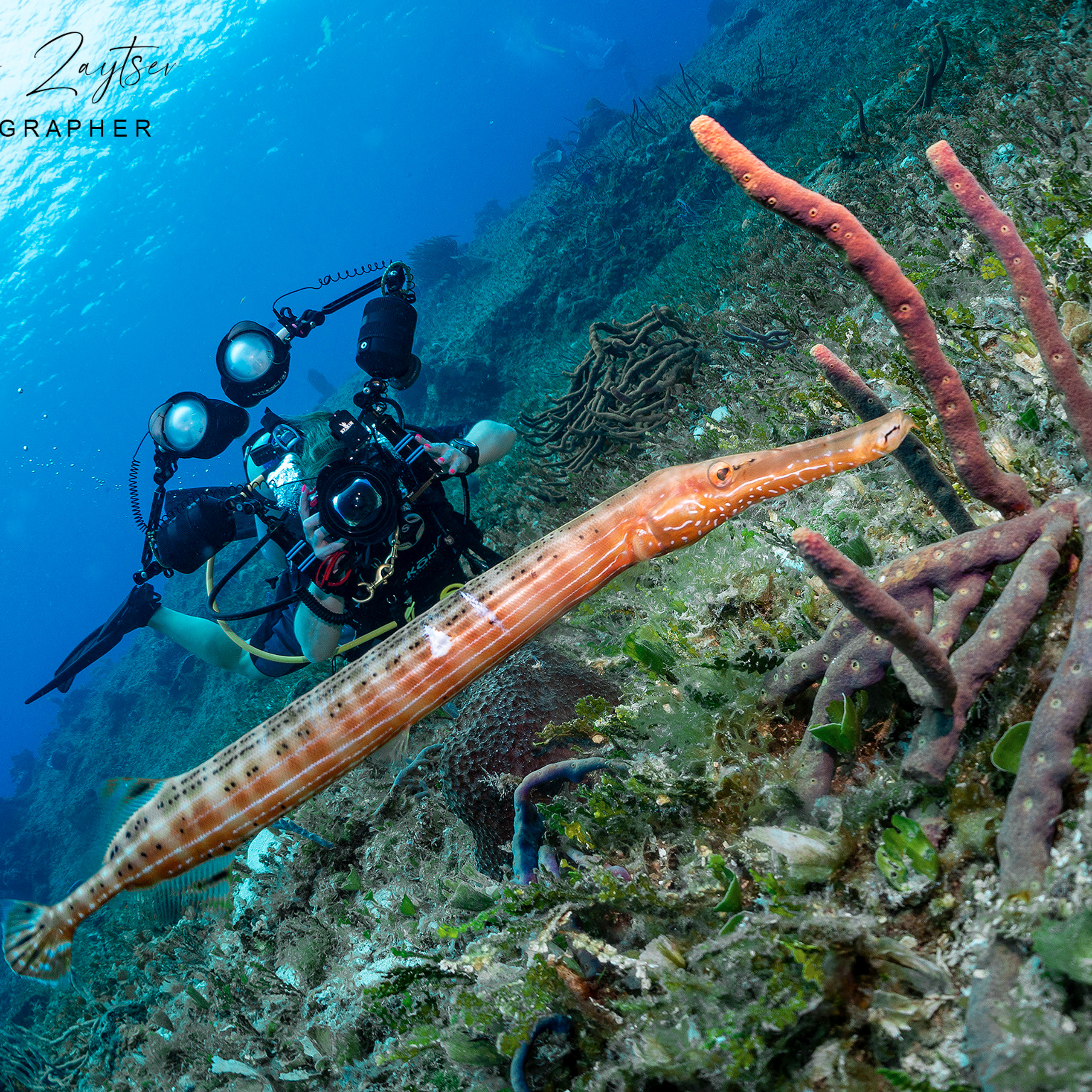 Testimonials. Your photographer on land and under water— Alexey Zaytsev