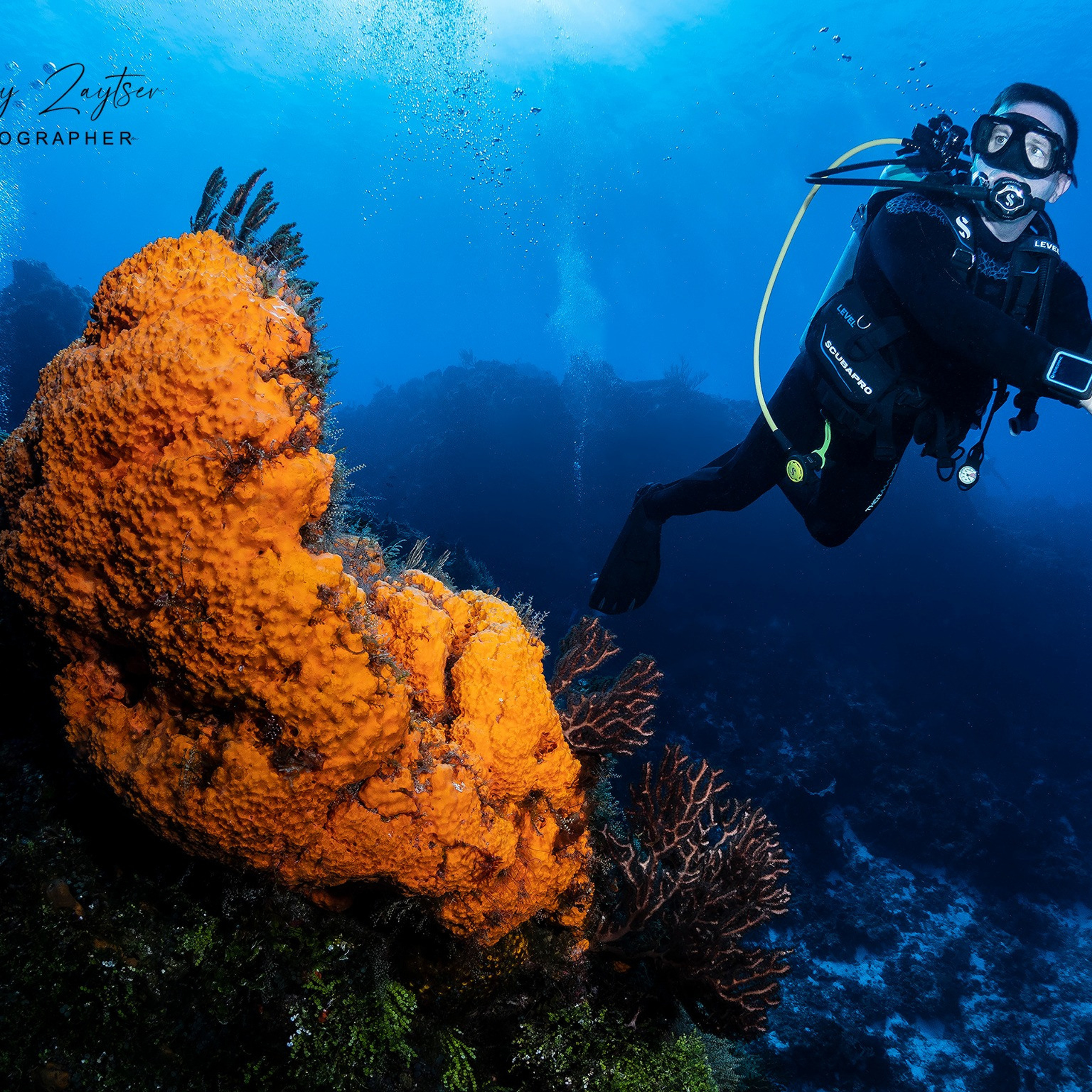 Testimonials. Your photographer on land and under water— Alexey Zaytsev