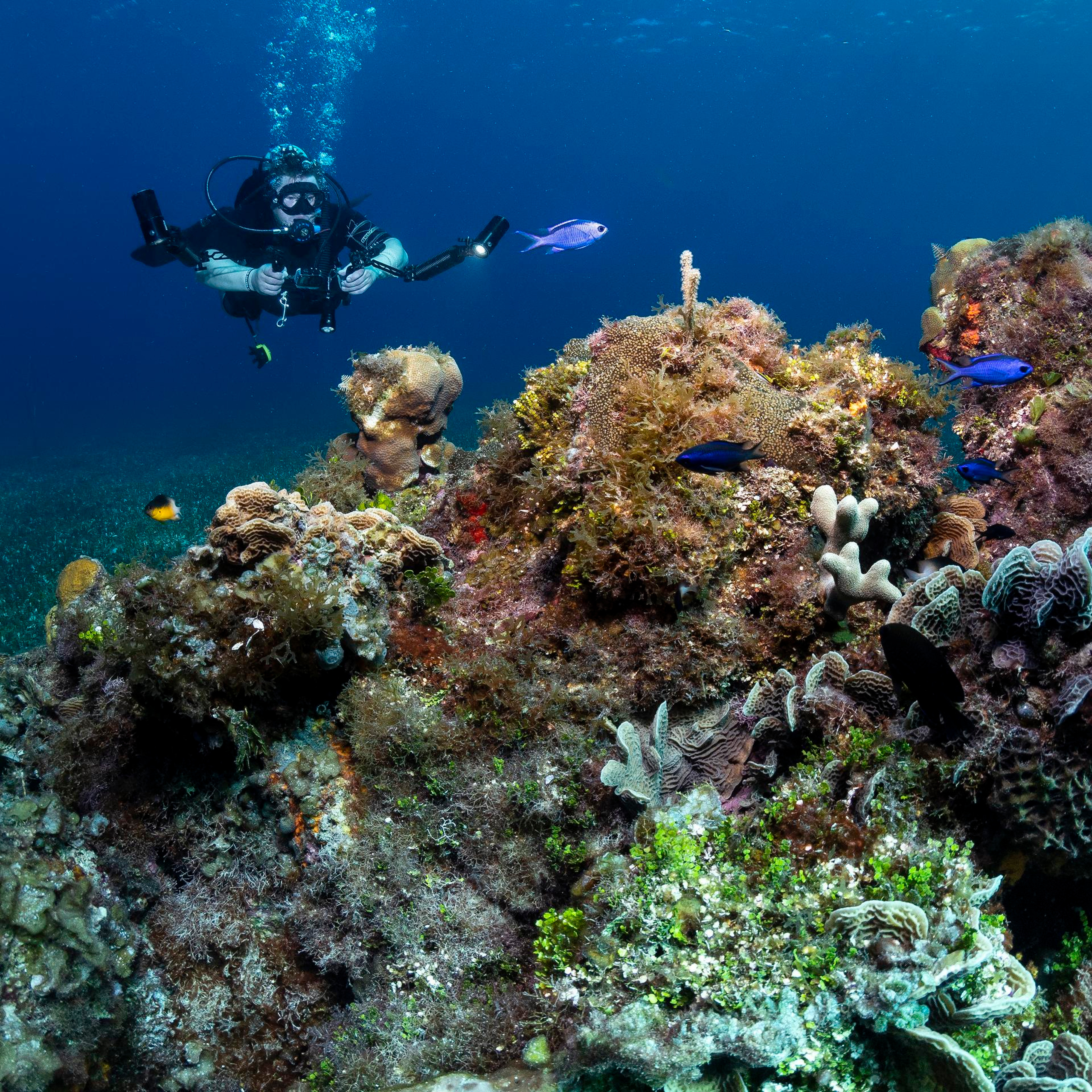 Testimonials. Your photographer on land and under water— Alexey Zaytsev