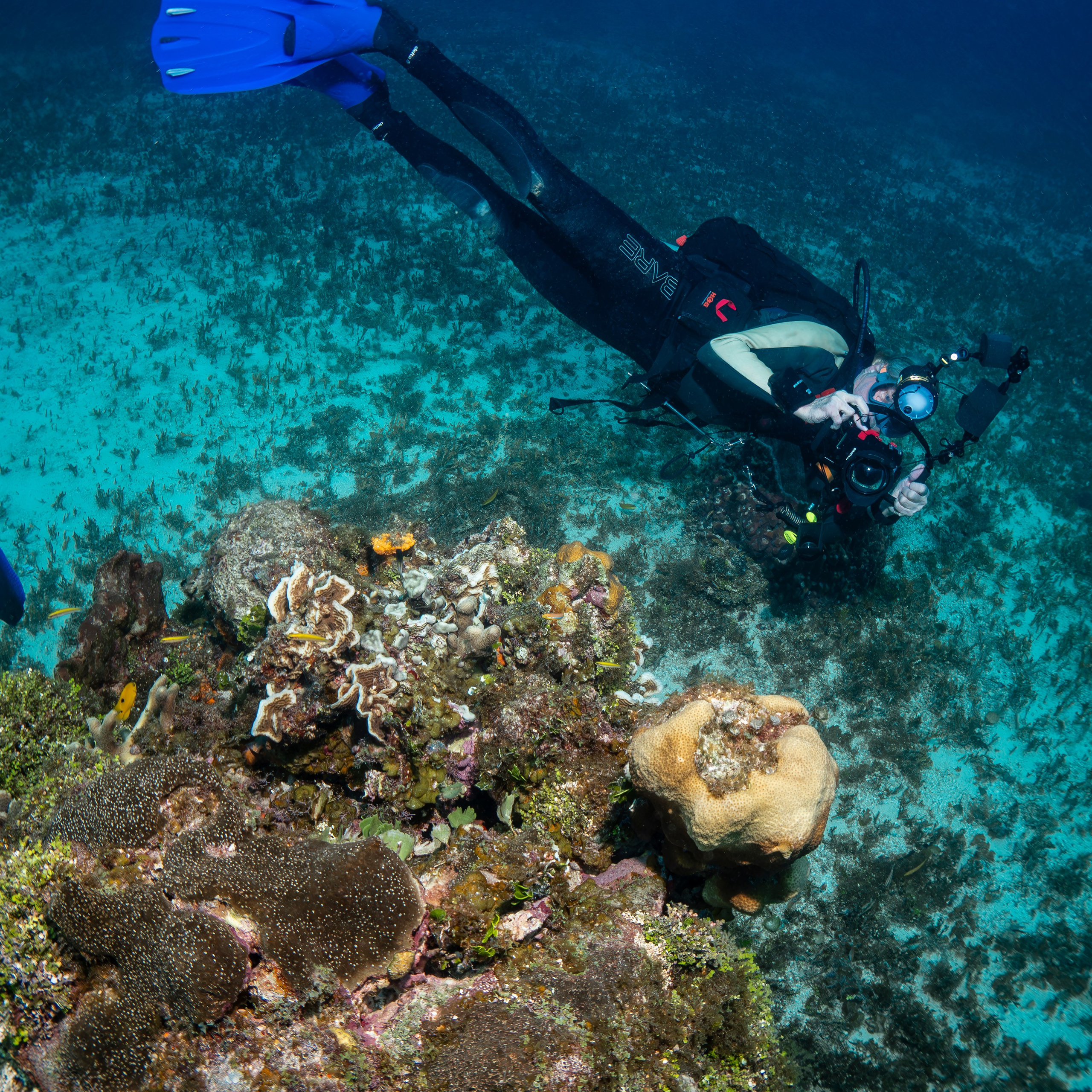 Testimonials. Your photographer on land and under water— Alexey Zaytsev