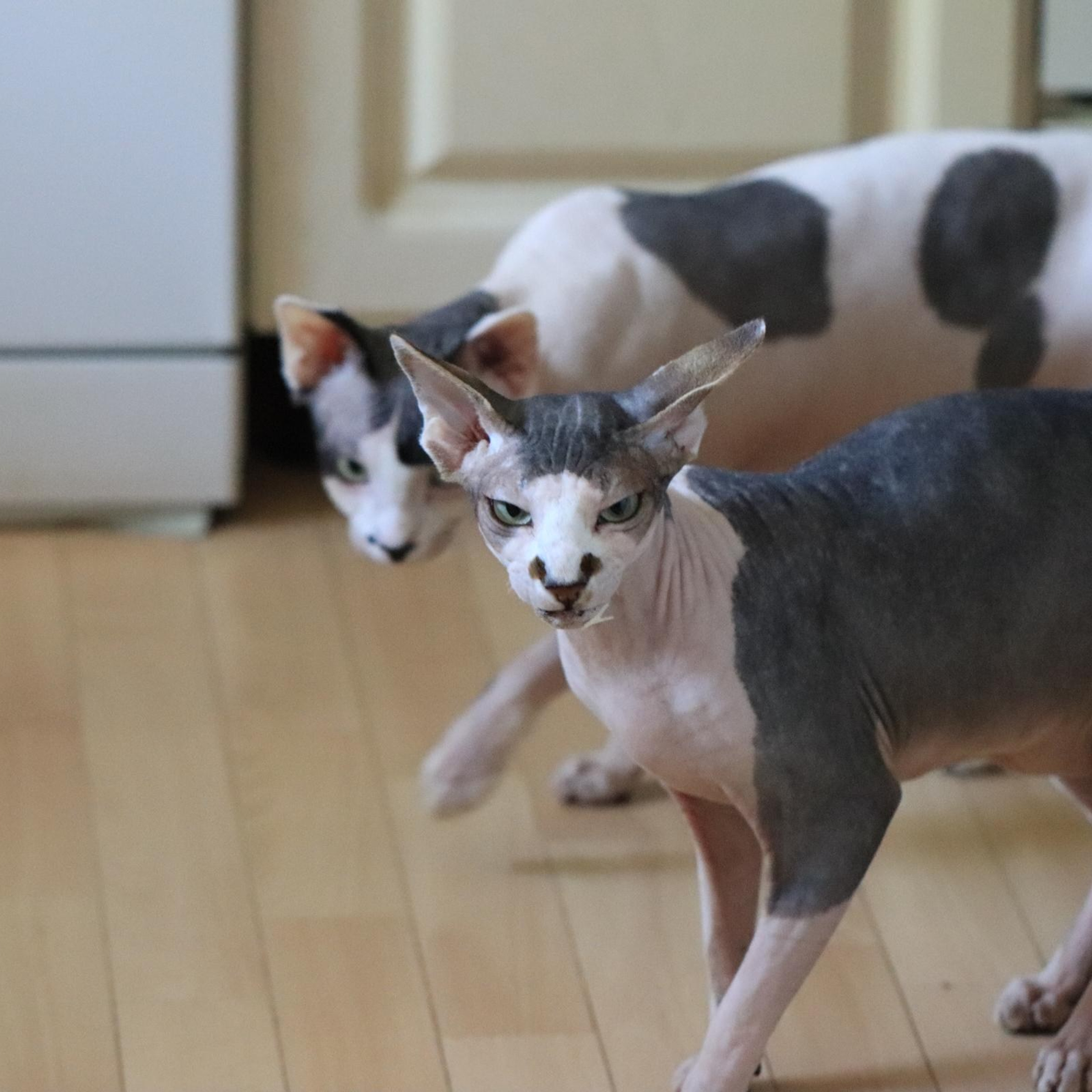 FUNNY ANIMALS ВЕСЁЛЫЕ ЖИВОТНЫЕ