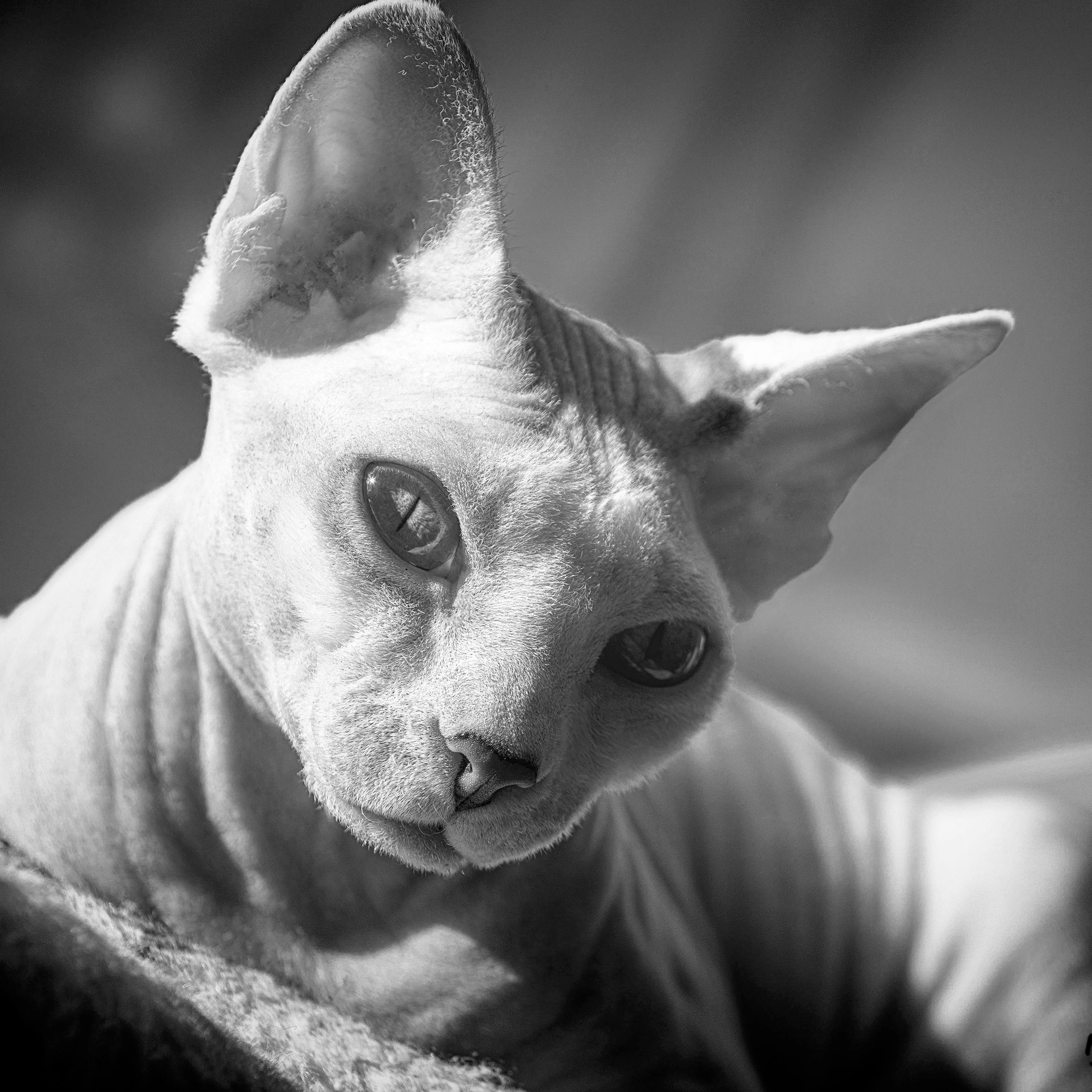 35 AWARDS КОШКИ CATS