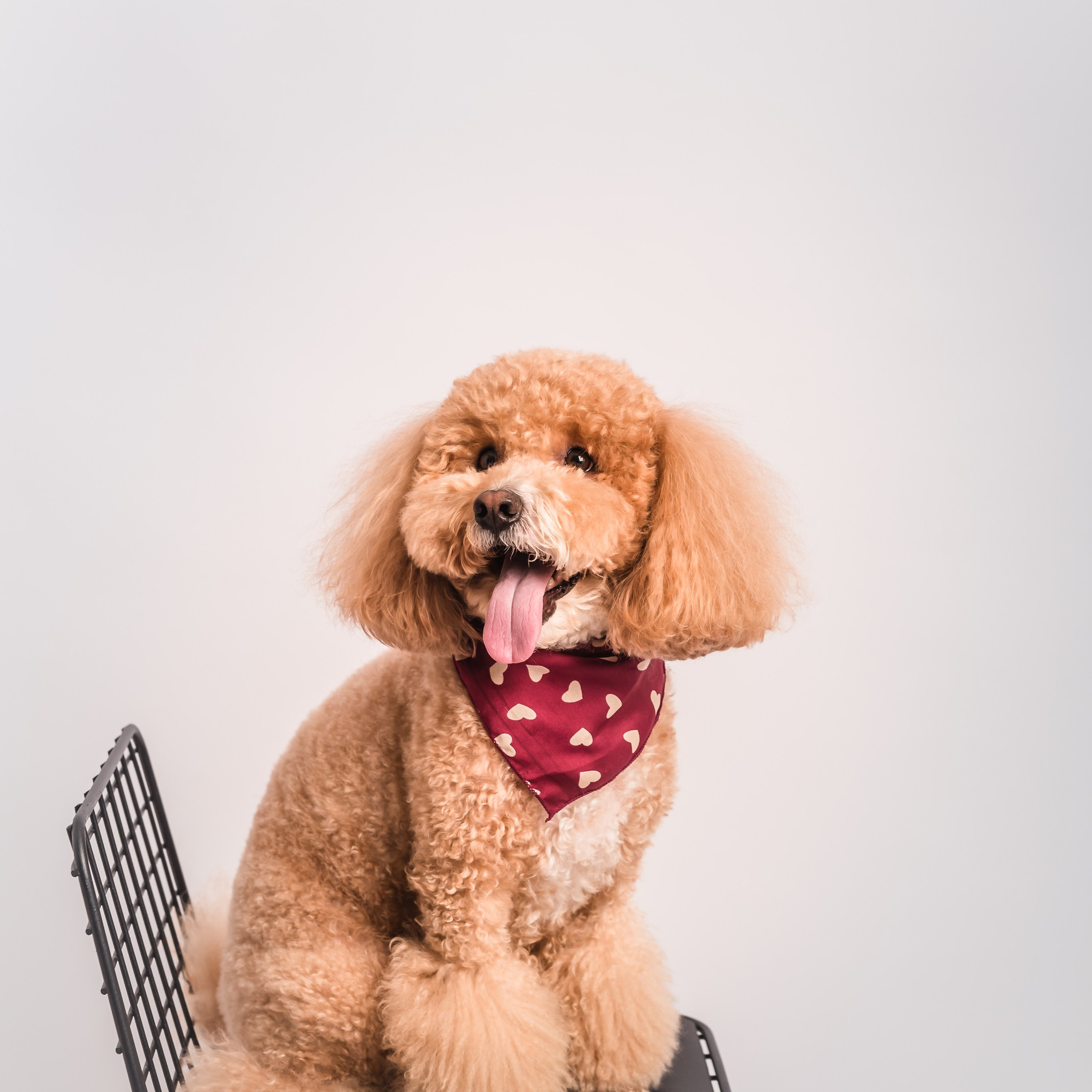 Фотосессия с собакой