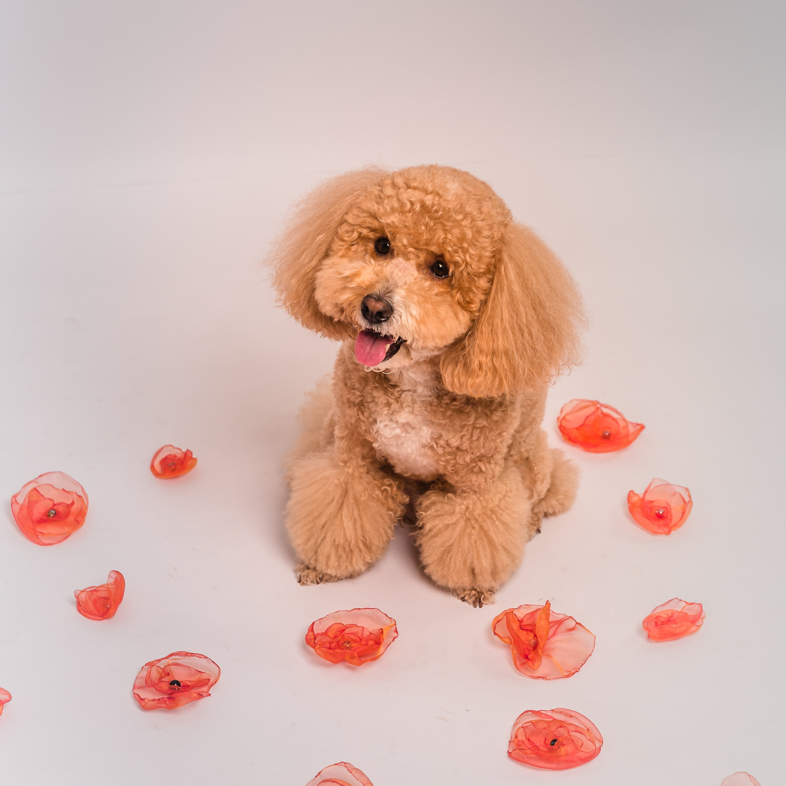 Фотосессия с собакой