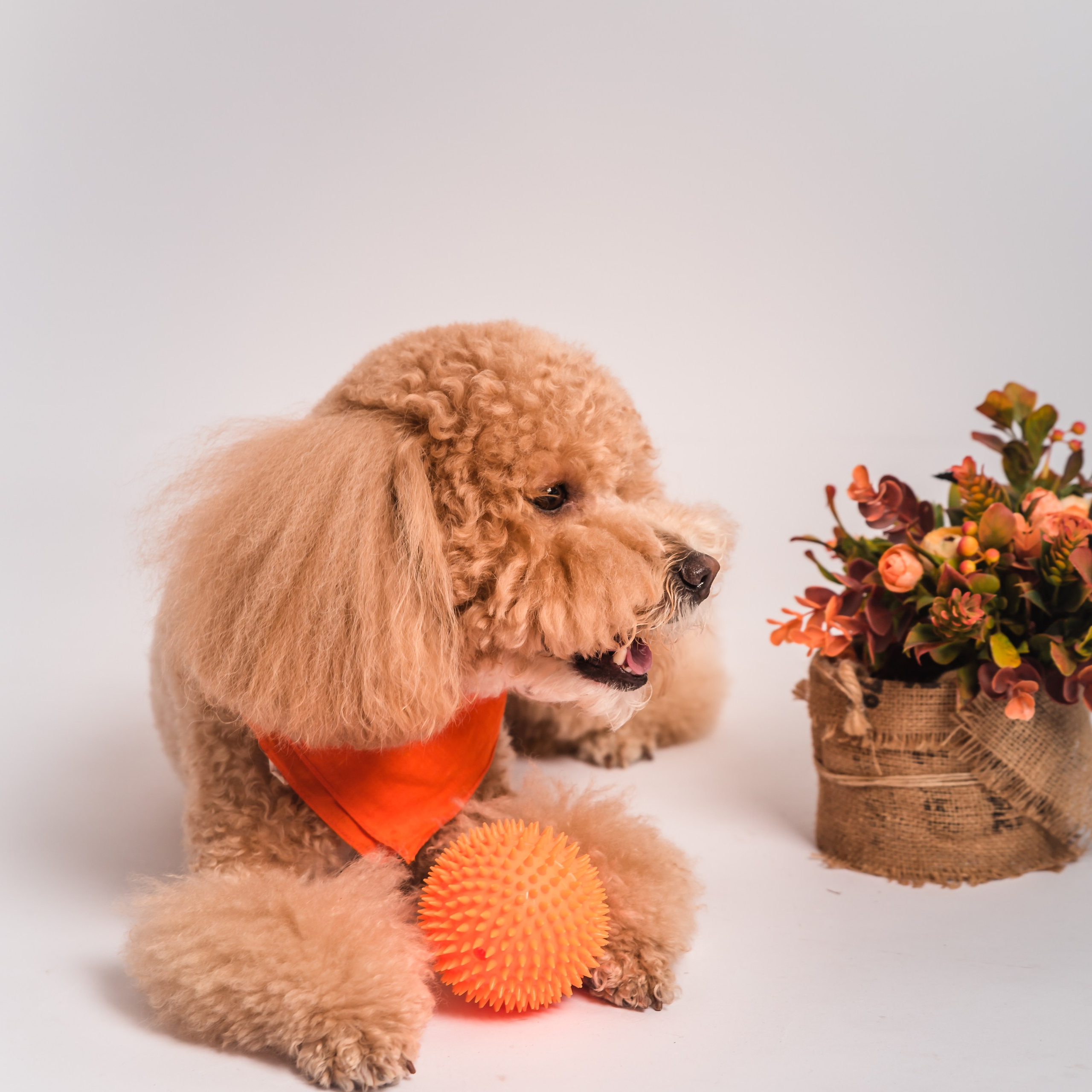 Фотосессия с собакой