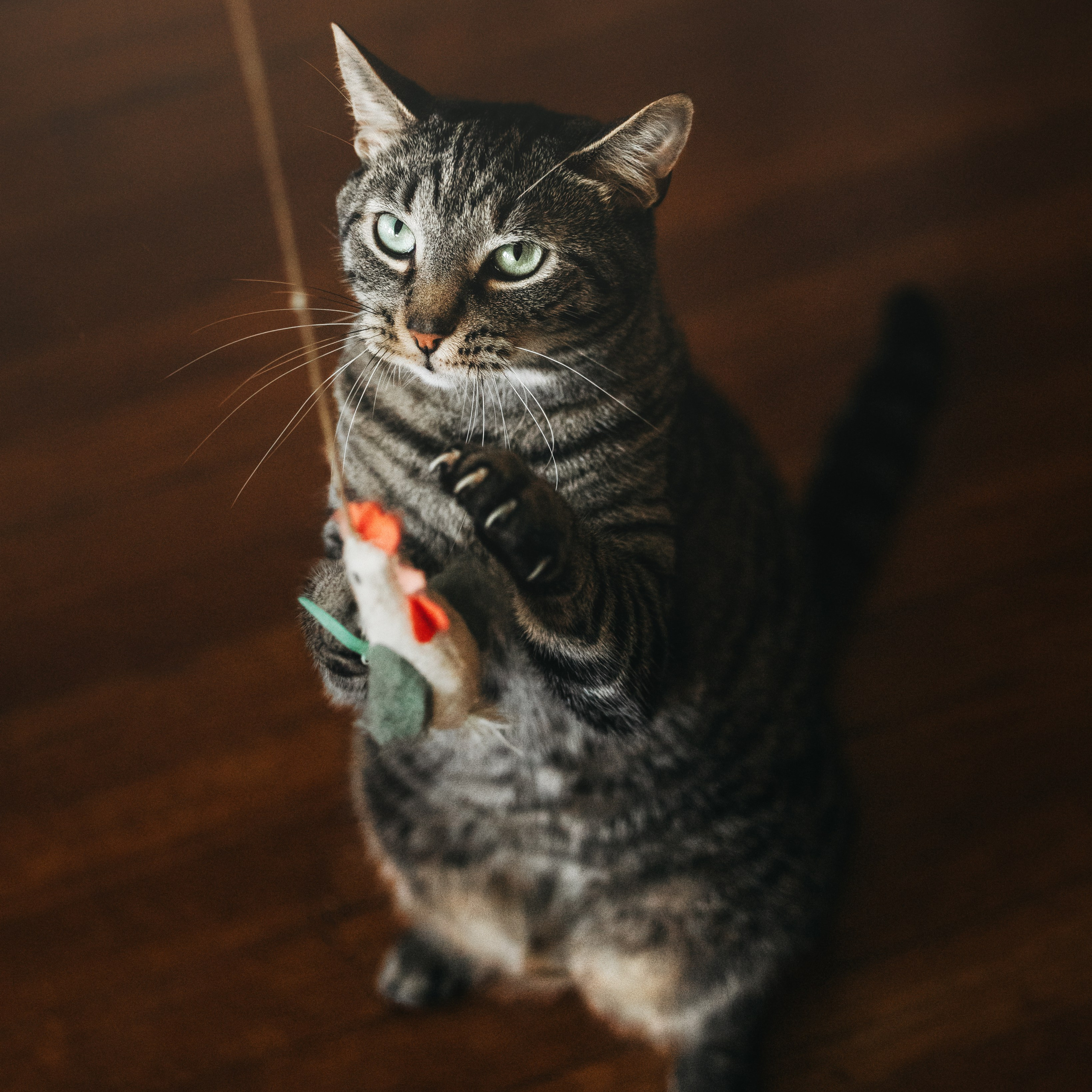 Testimonials. Pet Photographer Viktoriya Aleshenko