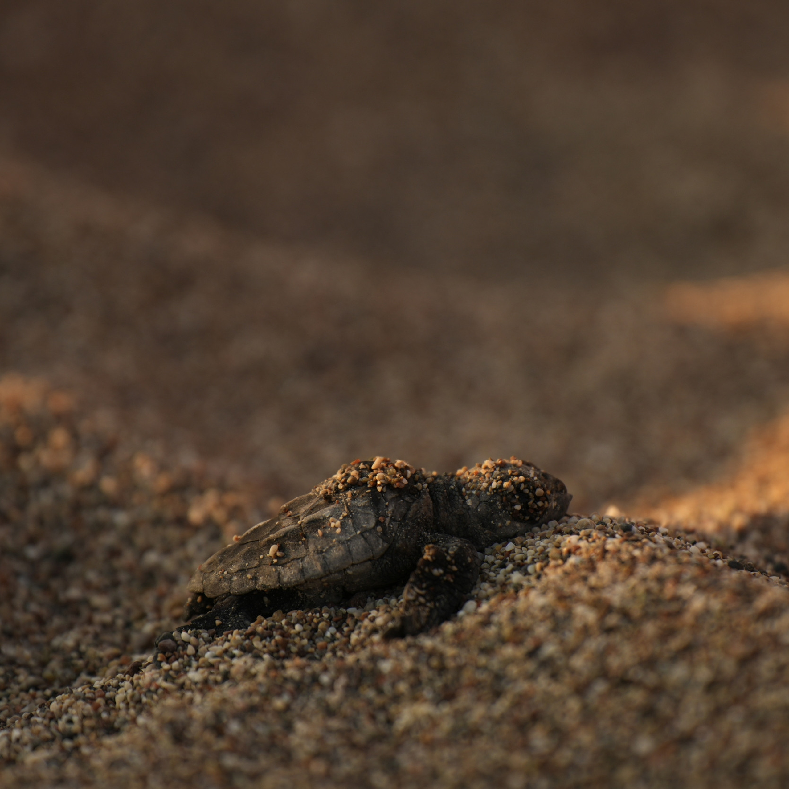 Reviews | Anastasiia Nelen photographer