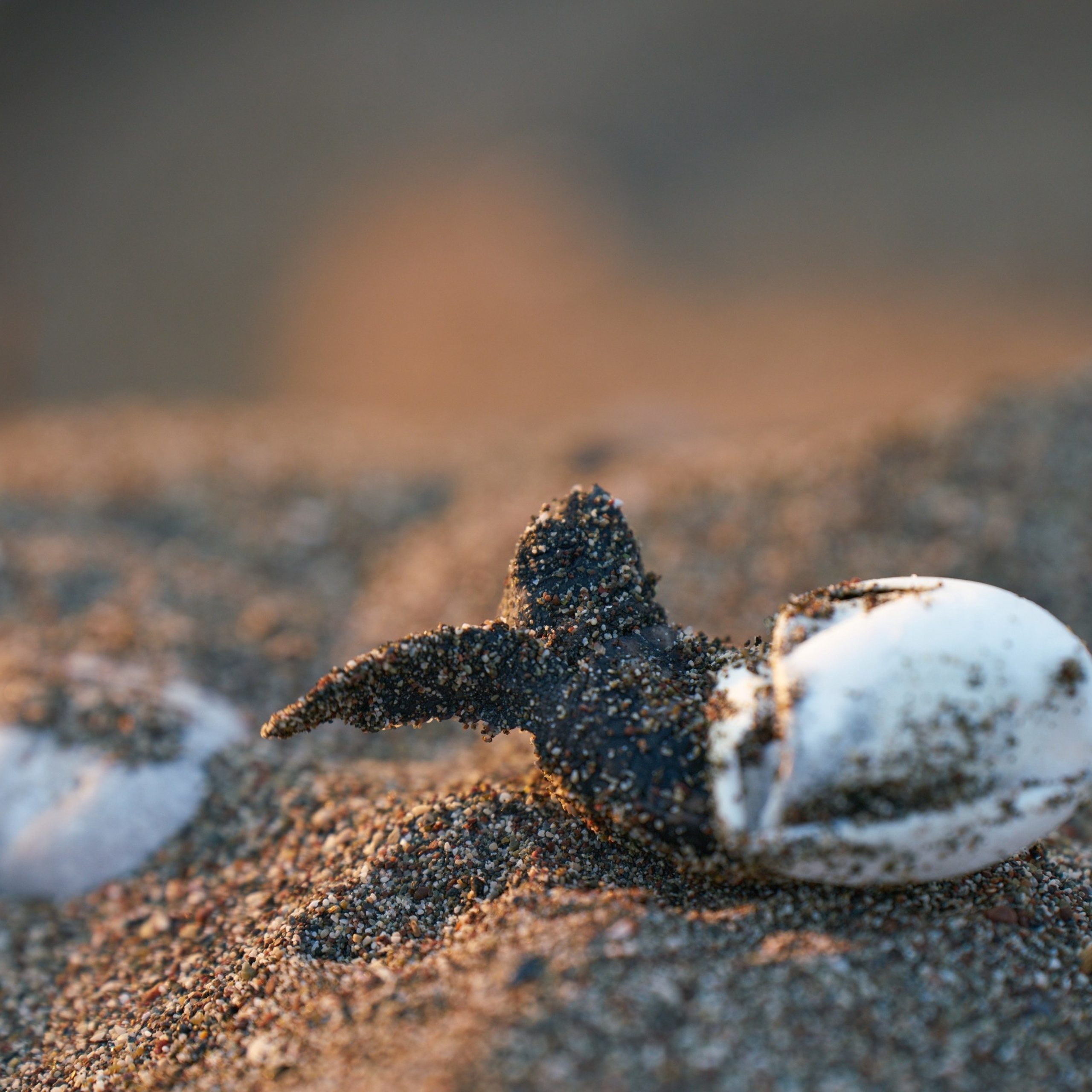 Caretta caretta
