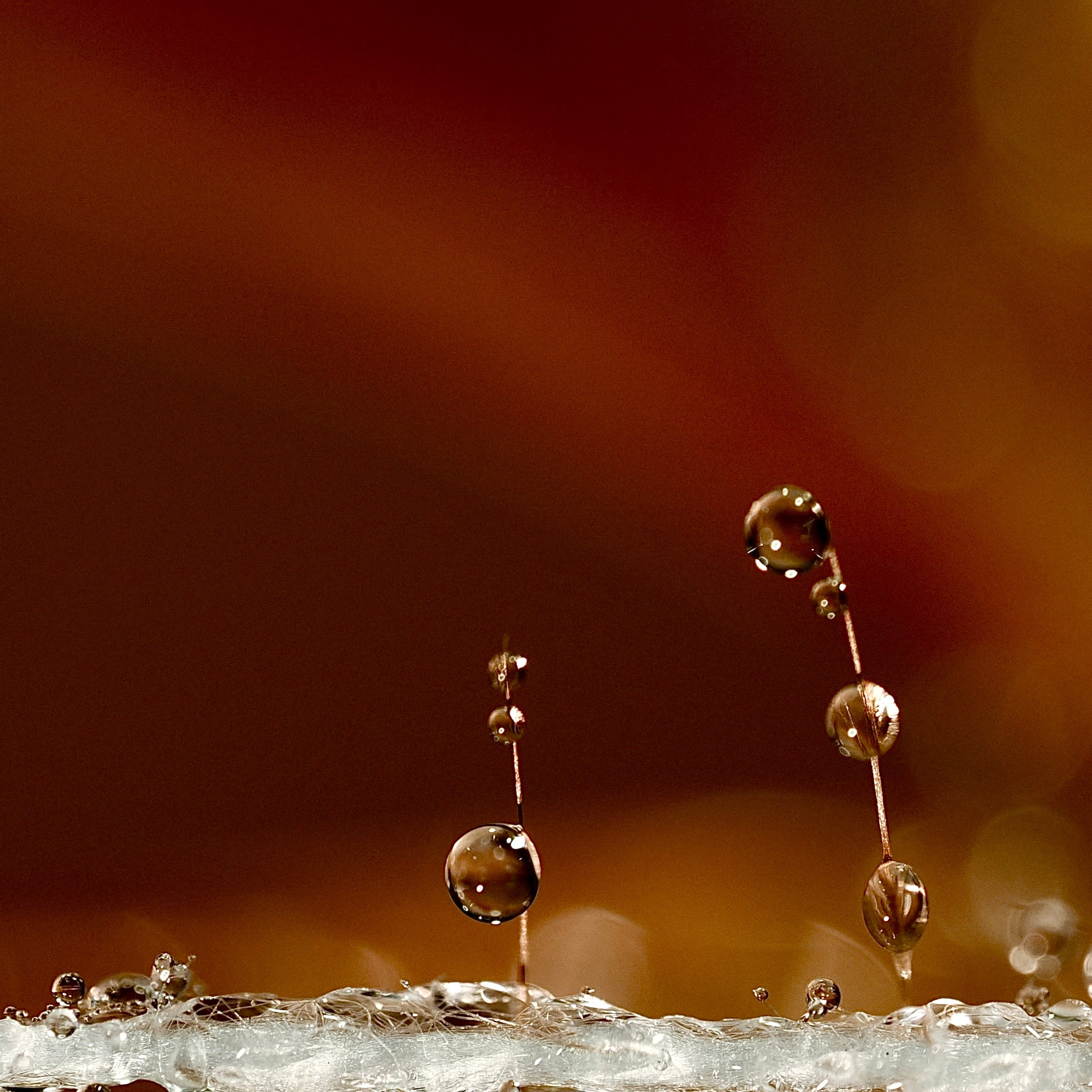 Bev bingham macro photographic artist