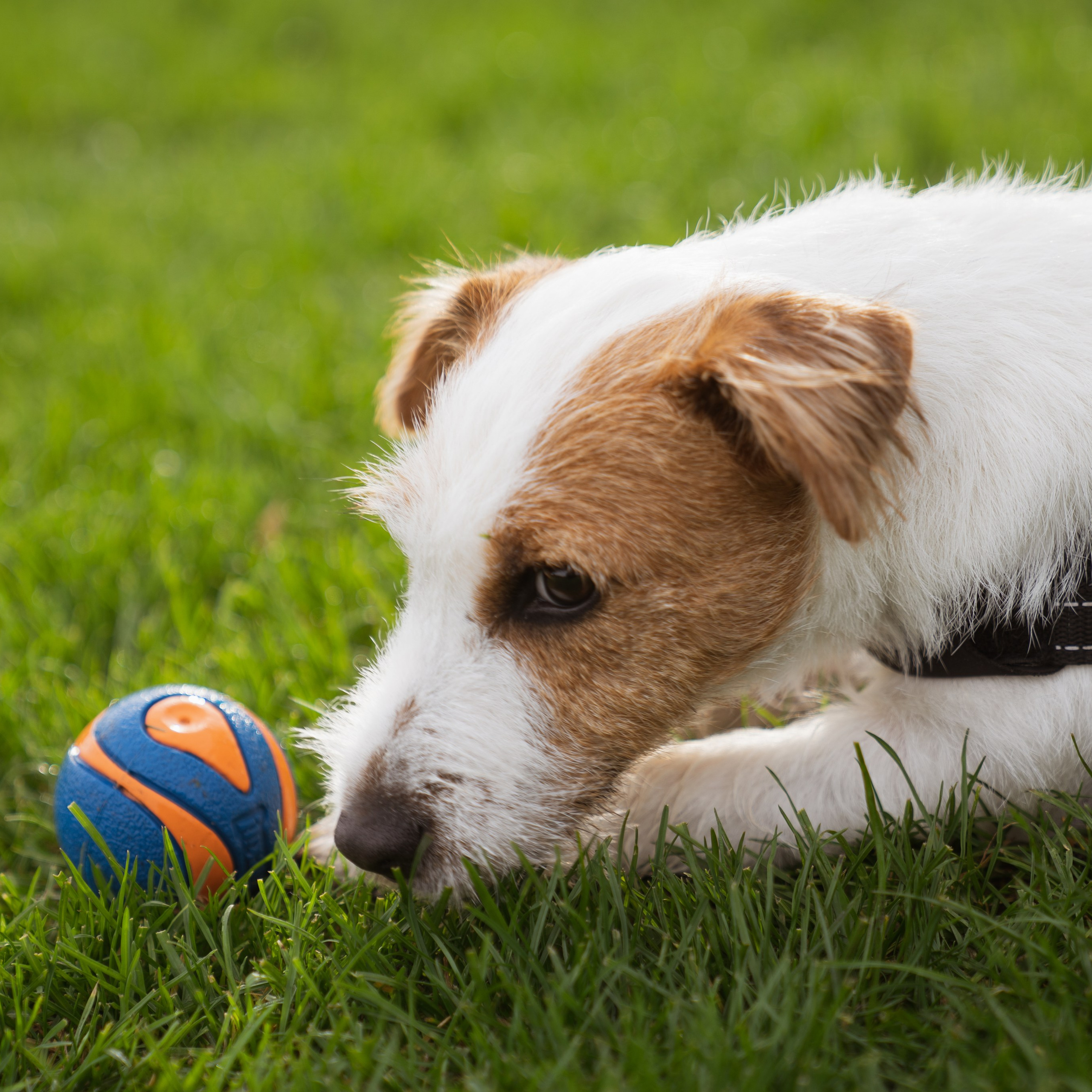 Pets. Photographer & Tour Guide Based in Scotland