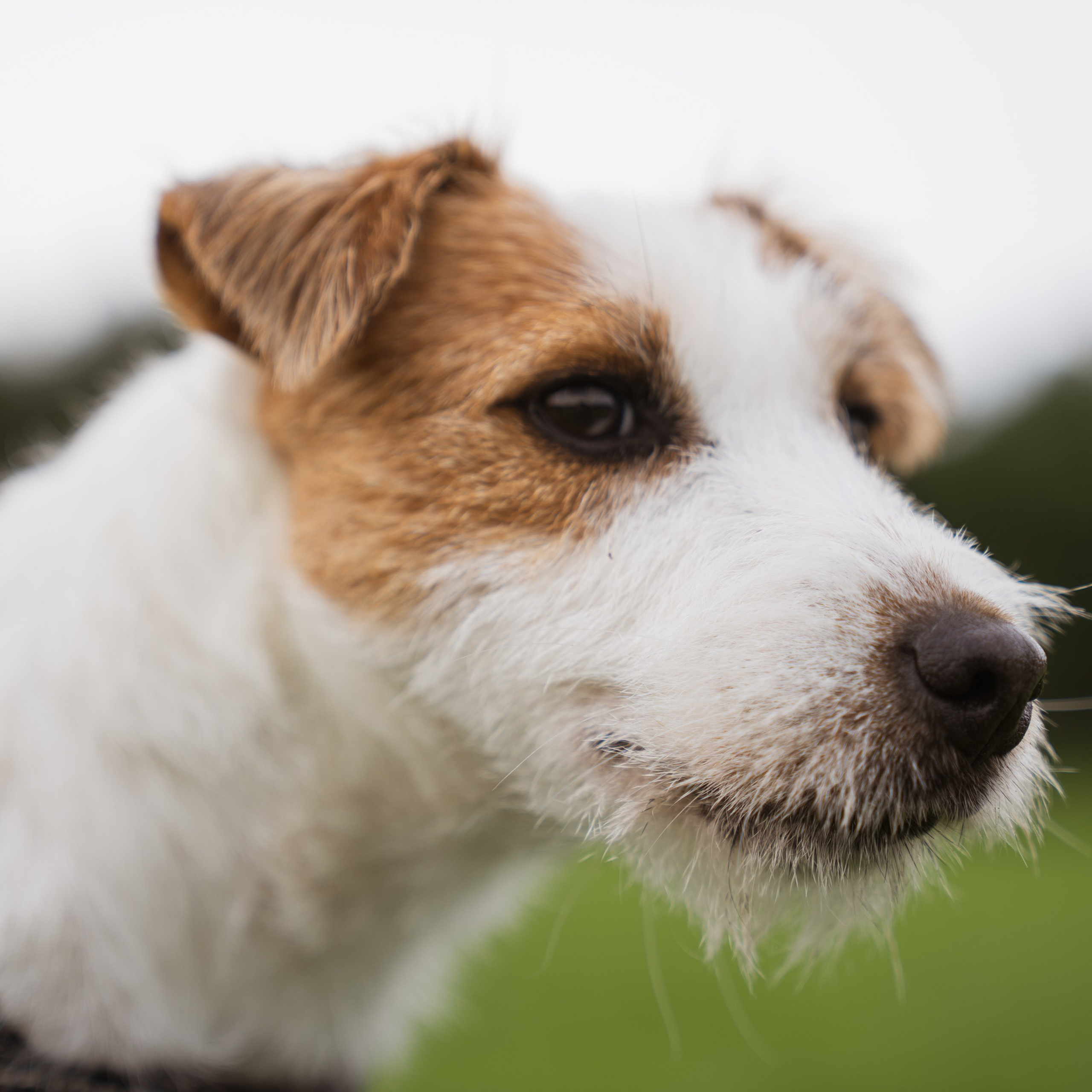 Pets. Photographer & Tour Guide Based in Scotland