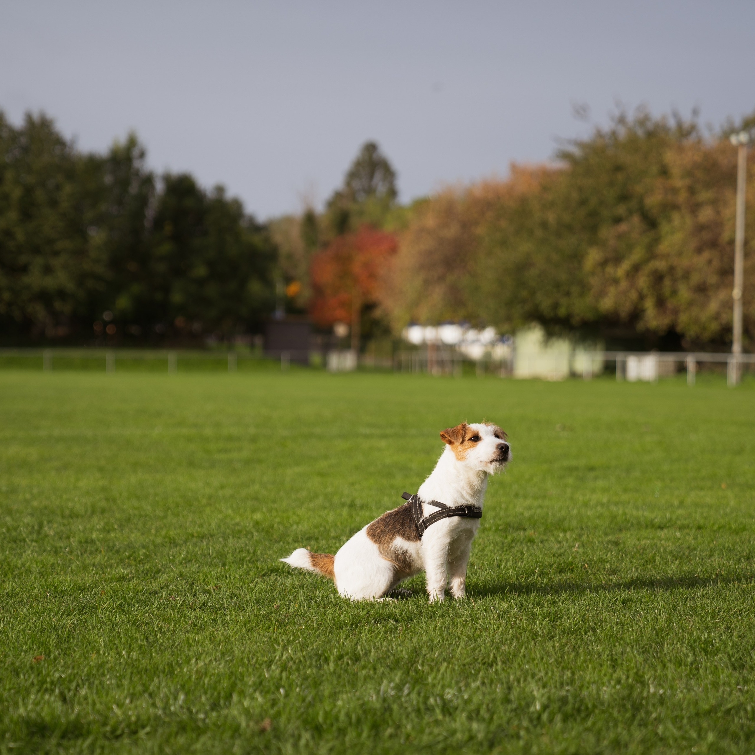 Pets. Photographer & Tour Guide Based in Scotland